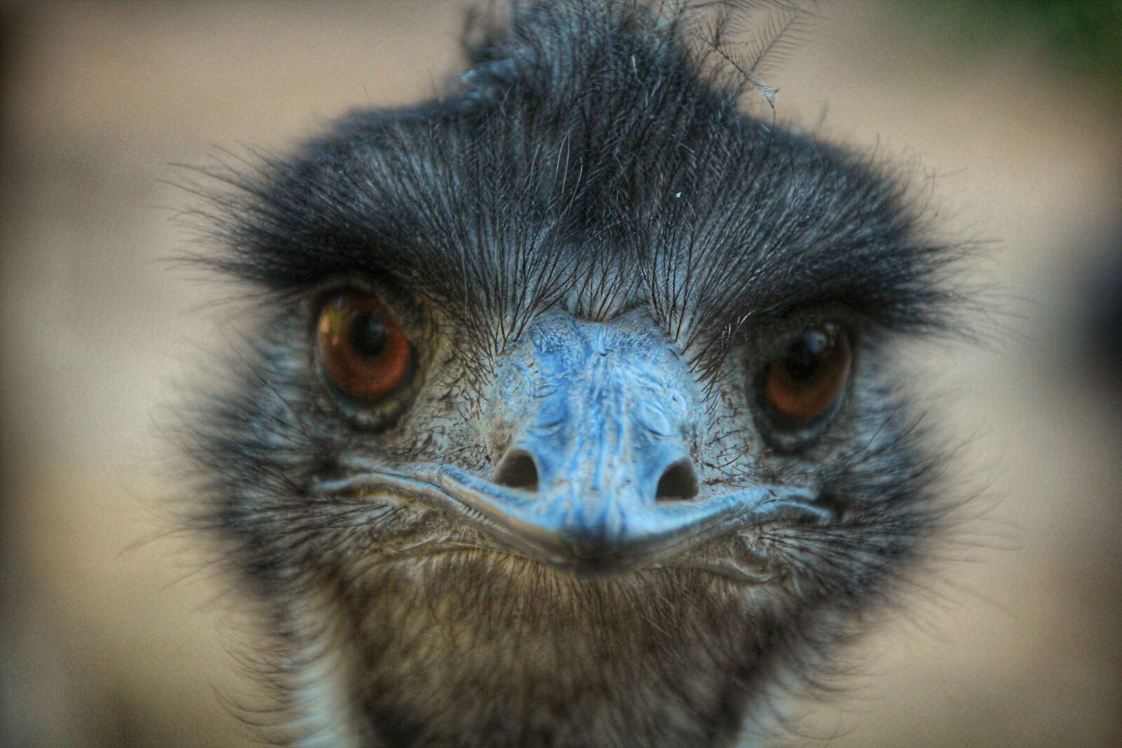 Canon EOS 600D (Rebel EOS T3i / EOS Kiss X5) sample photo. Bird, eyes, bill photography