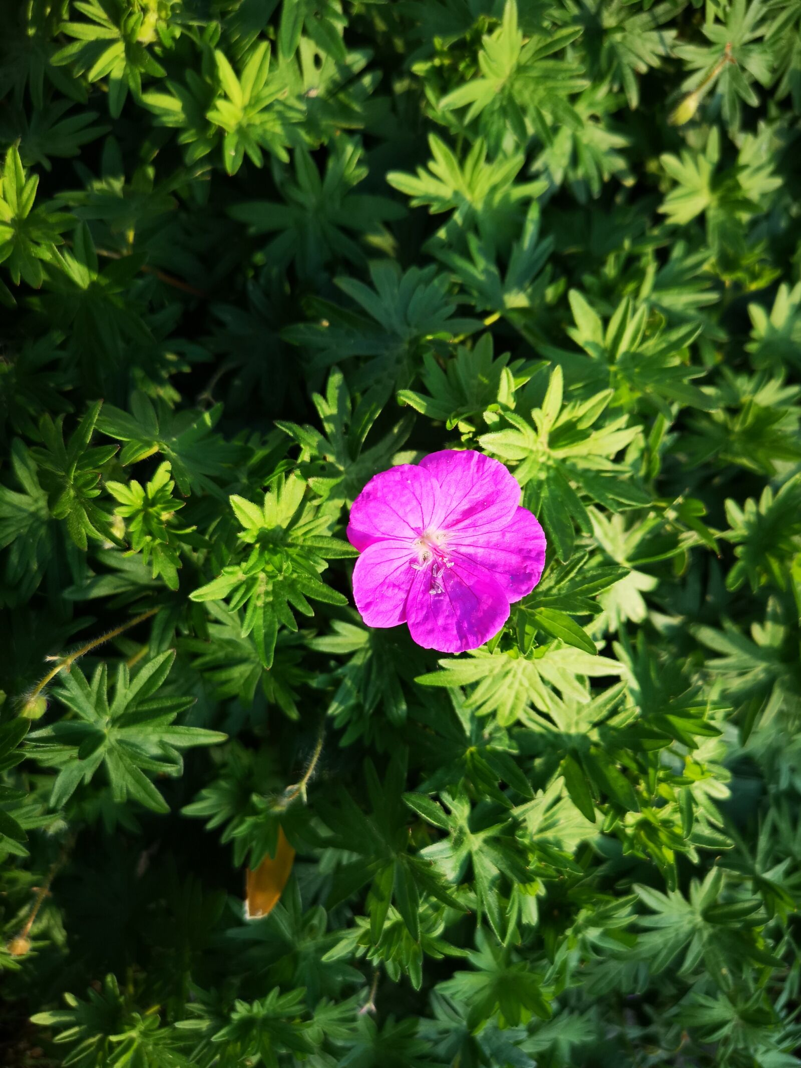 HUAWEI CLT-L29 sample photo. Nature, plant, leaf photography