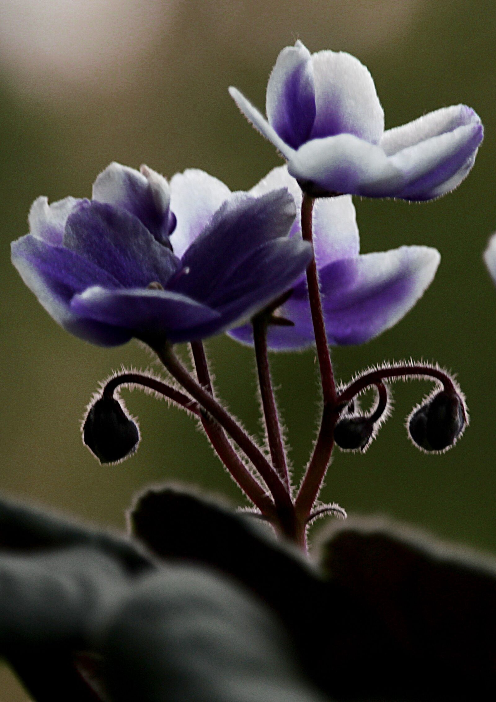 Canon EOS 1200D (EOS Rebel T5 / EOS Kiss X70 / EOS Hi) sample photo. Violet, flower, purple photography
