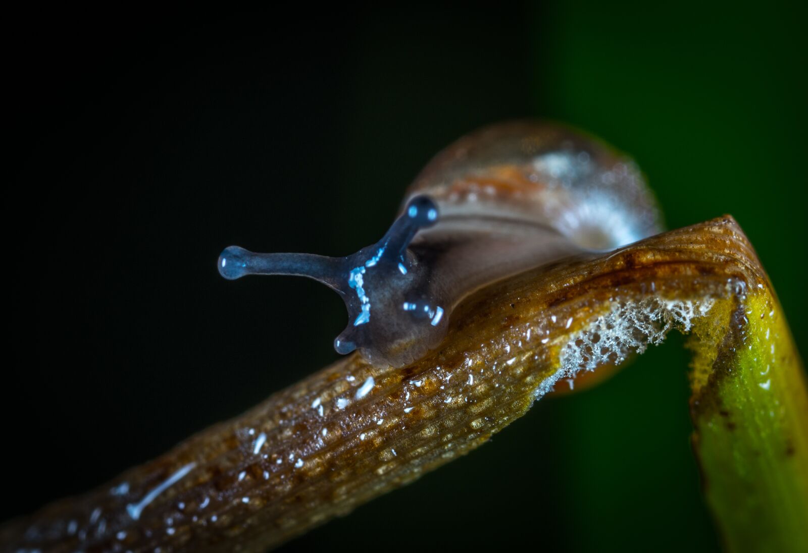 #124 65/2.8 sample photo. Bespozvonochnoe, clam, whelks photography