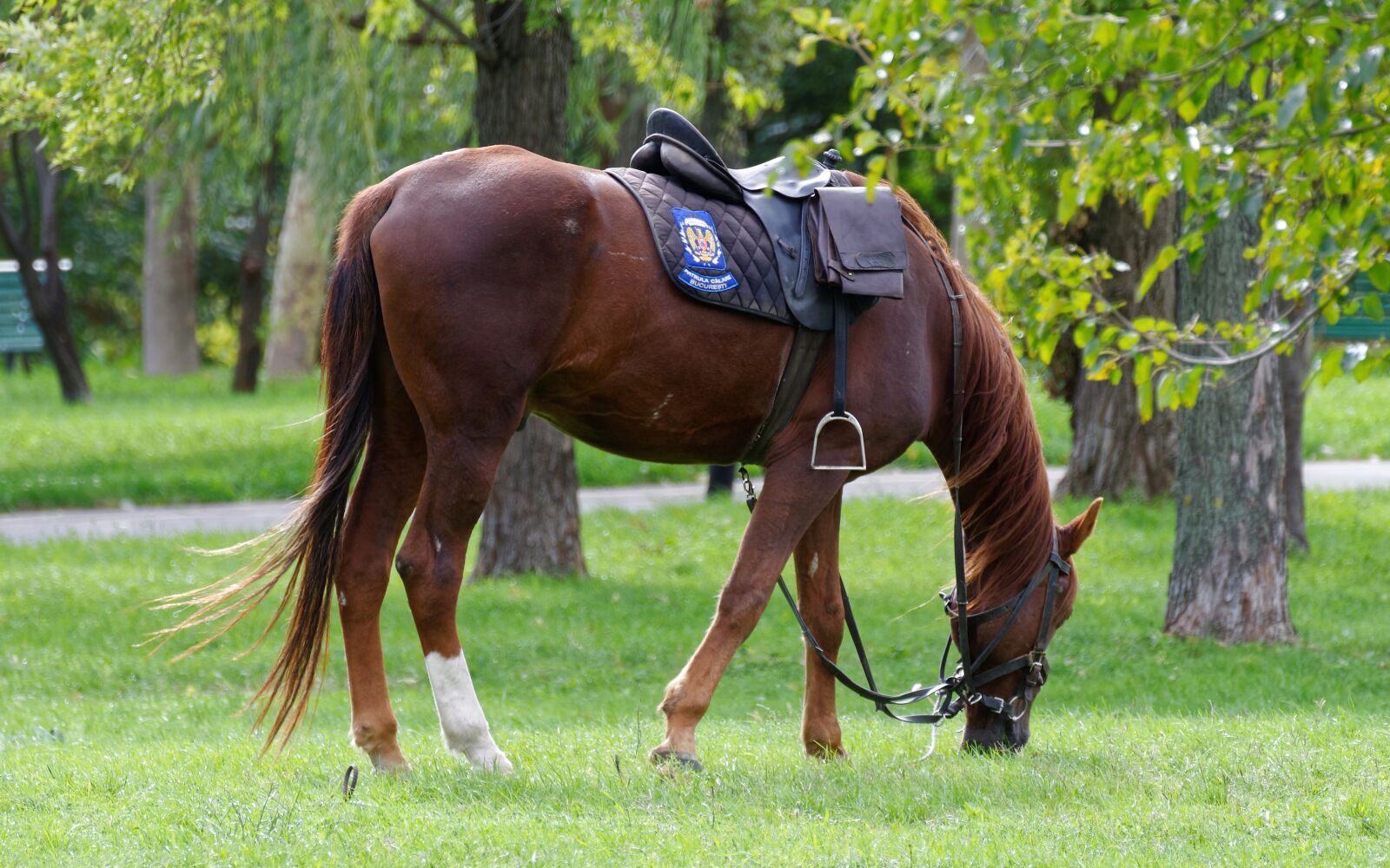 Nikon D5100 sample photo. Horse, brown, the police photography