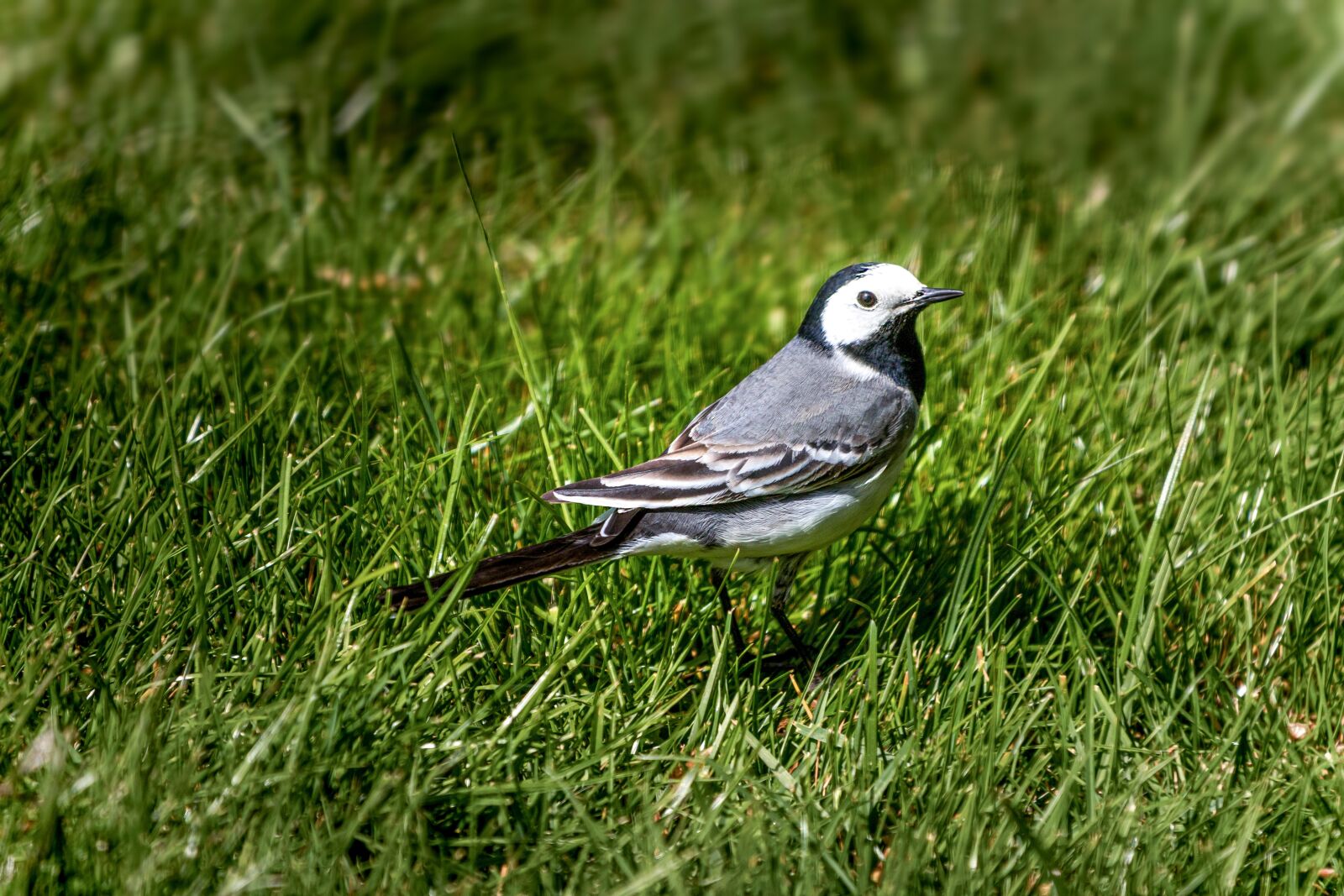 Canon EOS 6D Mark II sample photo. White wagtail, bird, meadow photography