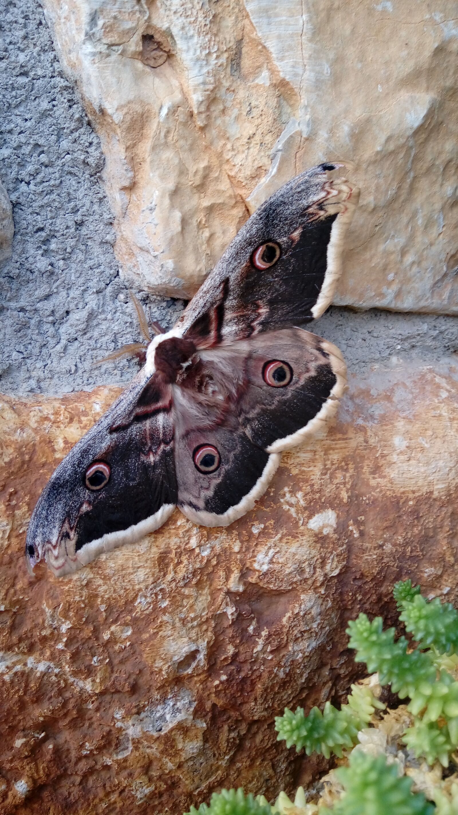 LG X POWER sample photo. Moth, insect, giant photography