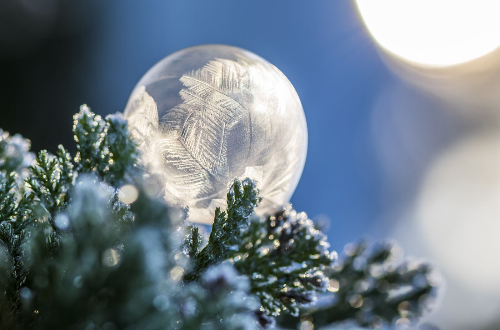 Nikon D5300 sample photo. Tree, winter, christmas photography