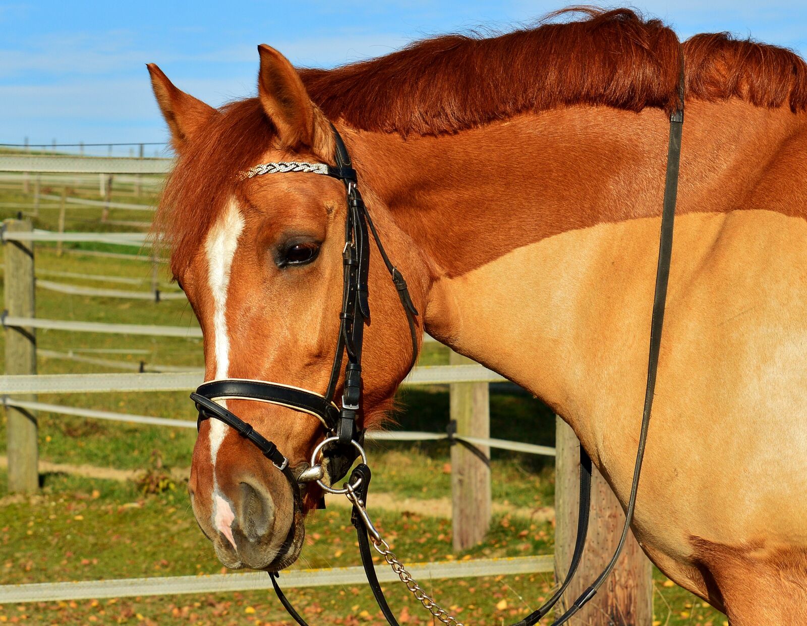 Nikon D3200 sample photo. Horse, brown, coupling photography