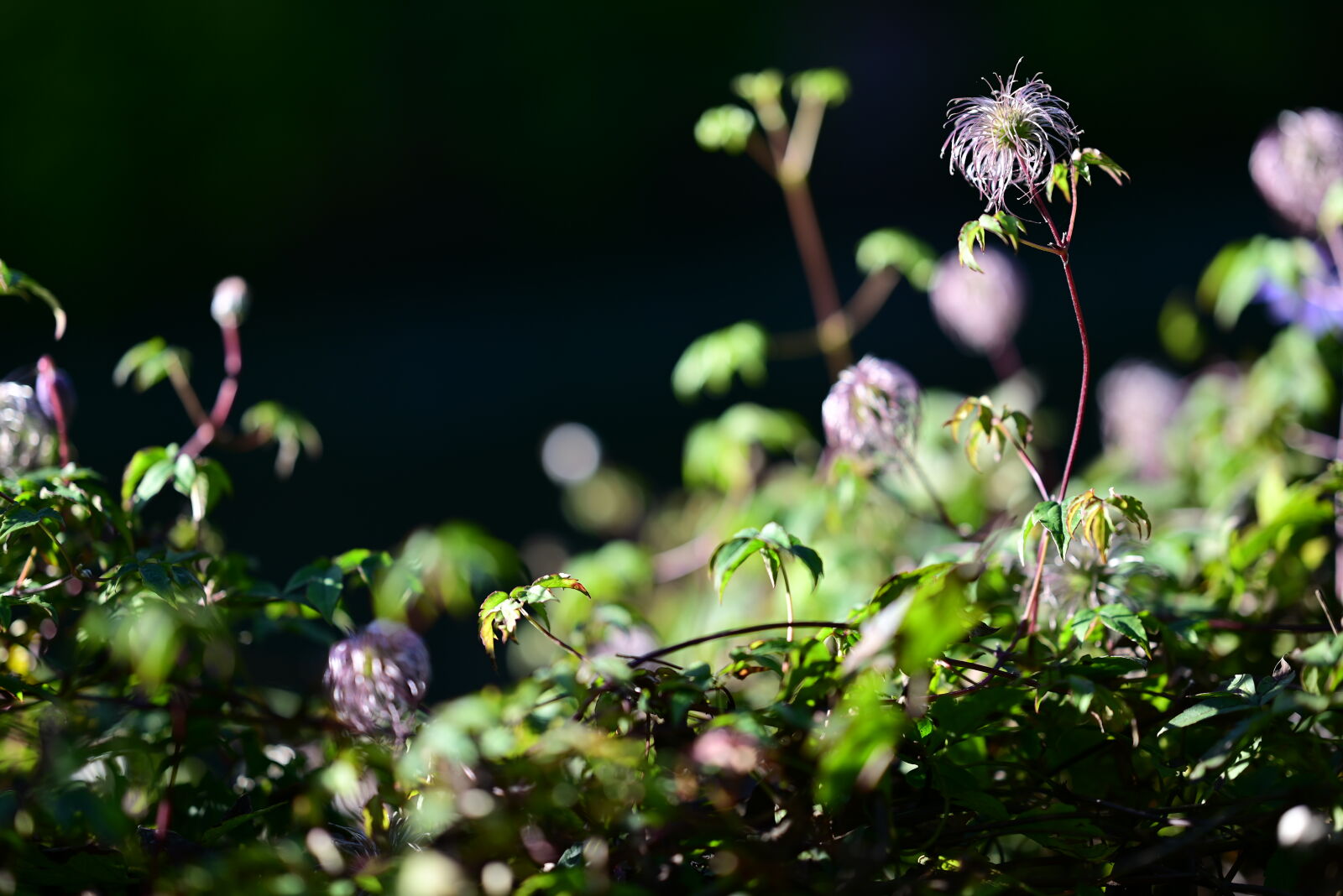 Nikon Z5 sample photo. Sunshine plants photography