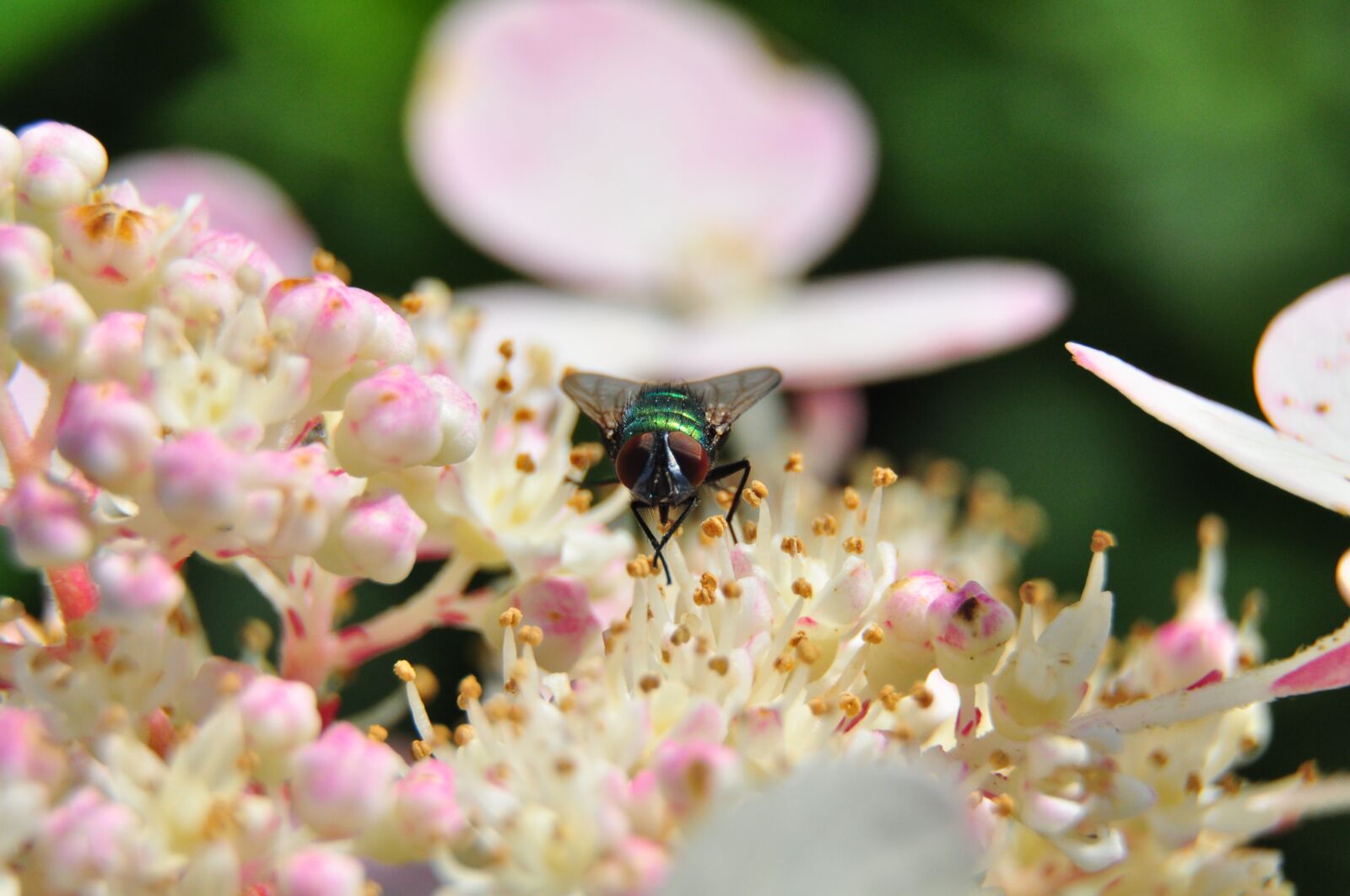 Nikon D5000 sample photo. Macro, fly, bluebottle photography