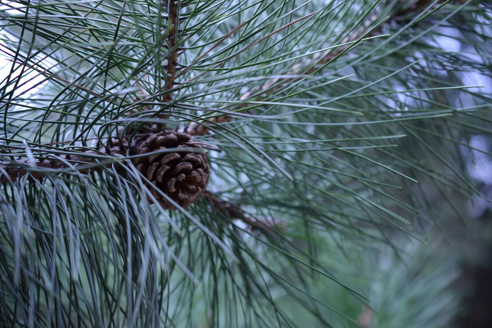 Nikon D3300 sample photo. Christmas, pine, pinus echinata photography