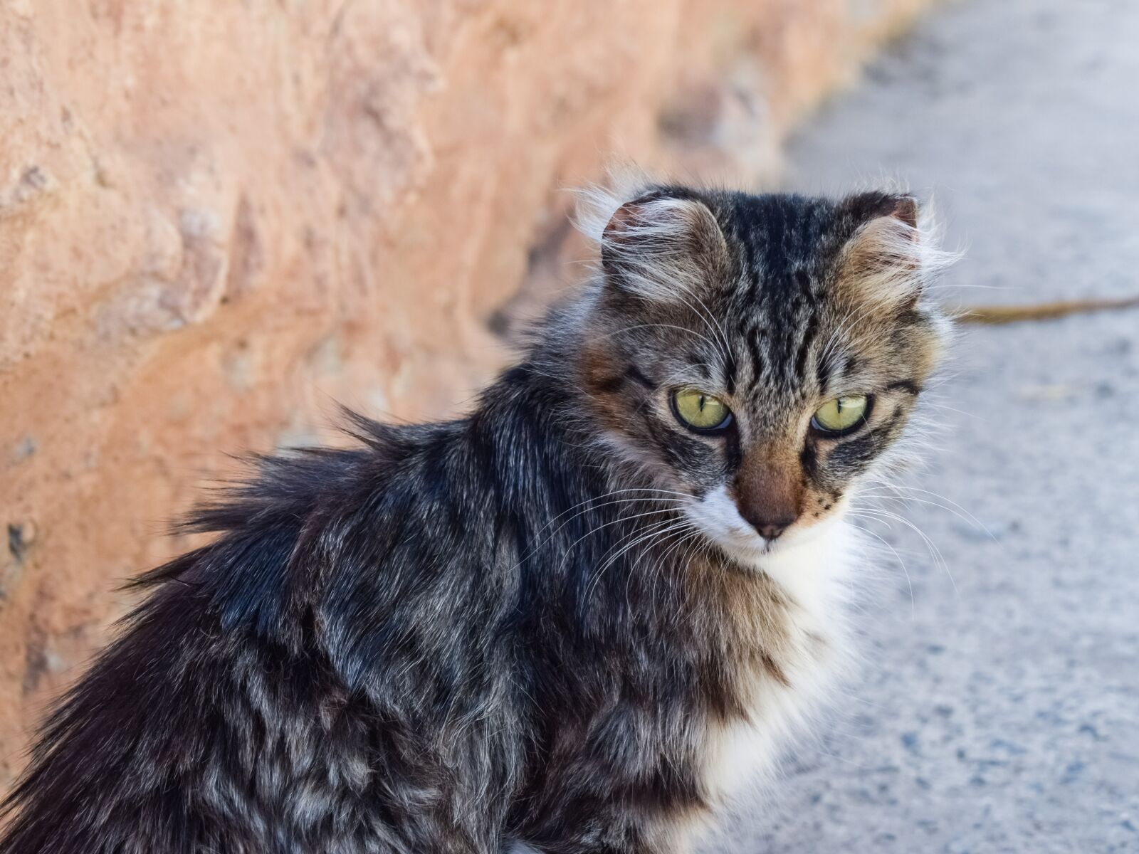 Nikon D3300 sample photo. Cat, stray, eyes photography