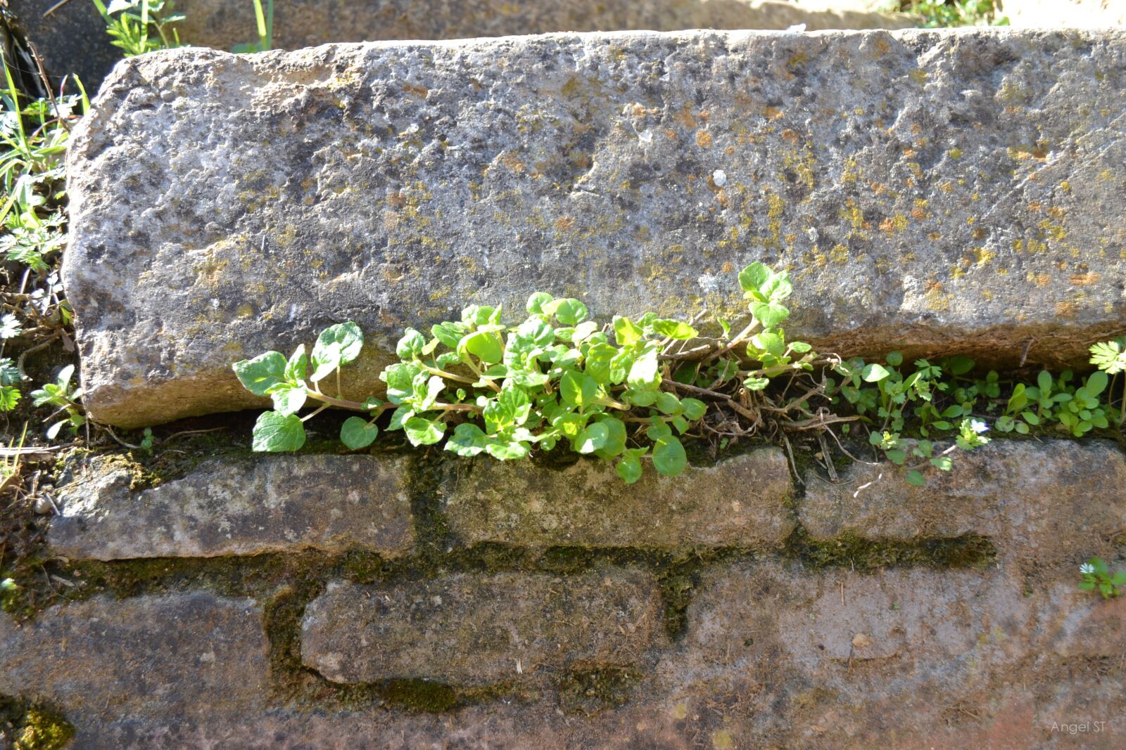 Nikon D3100 sample photo. Life, field, nature photography