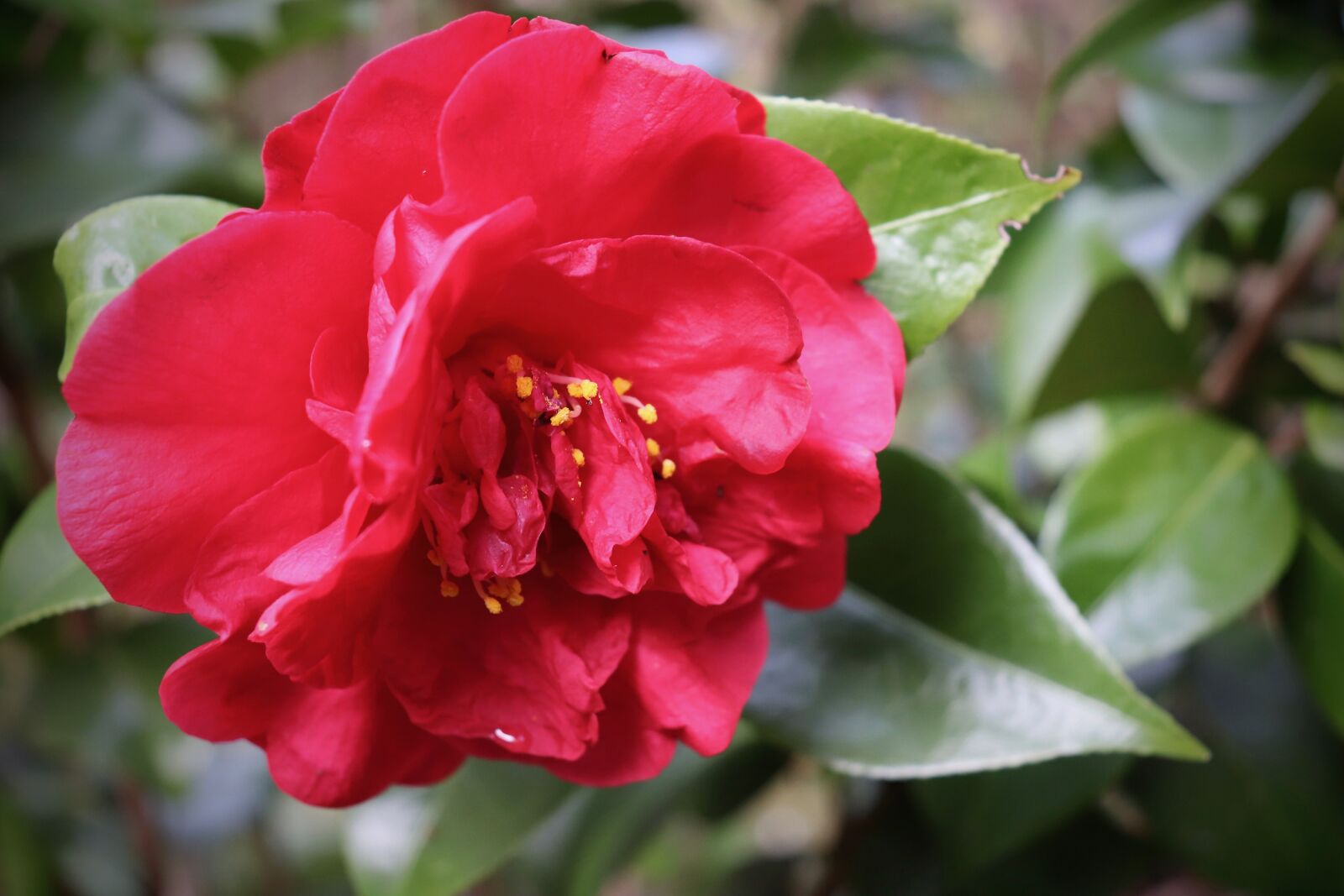 Canon EOS 800D (EOS Rebel T7i / EOS Kiss X9i) sample photo. Camellia, red, blossom photography