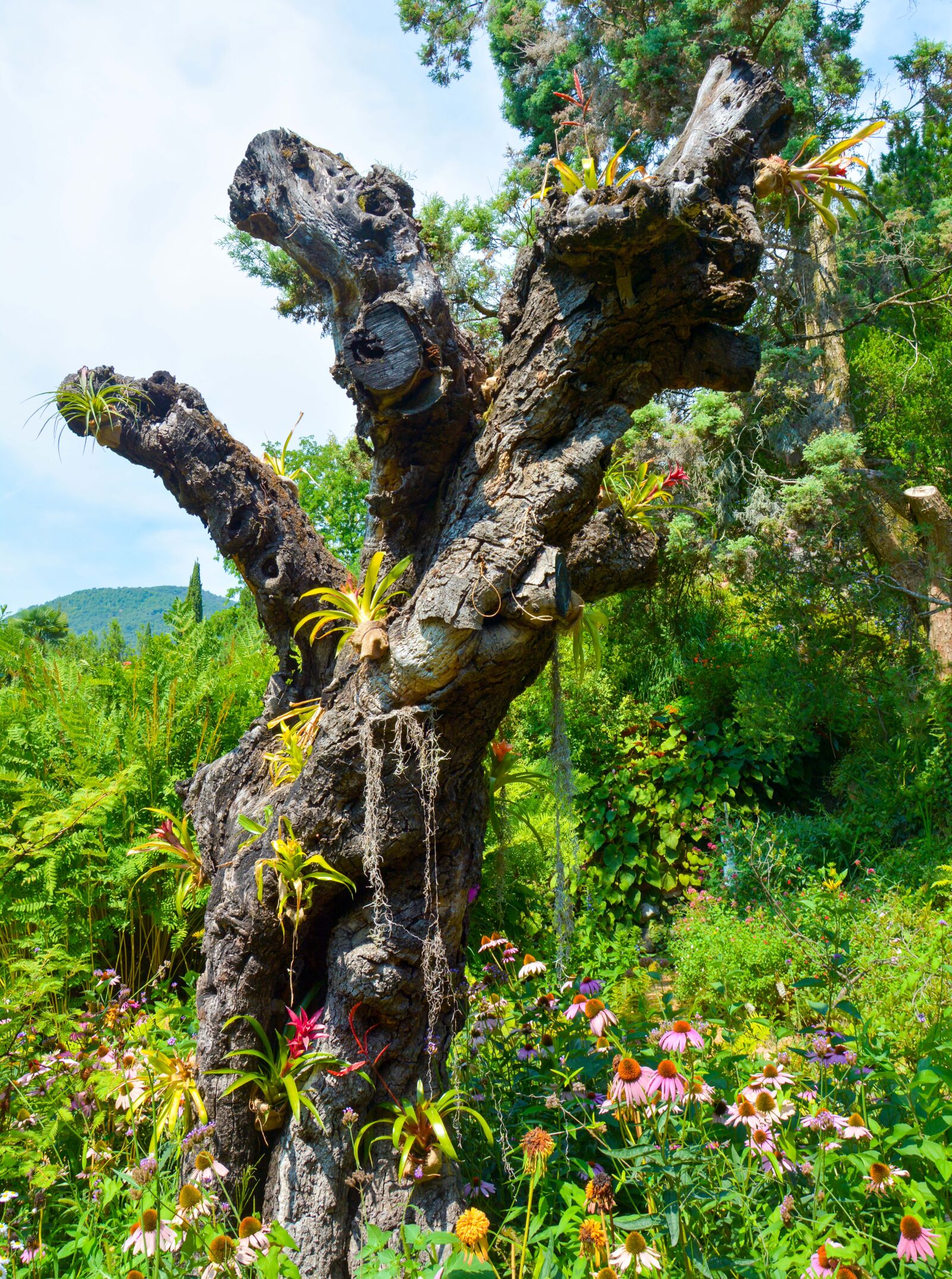 Nikon D7100 sample photo. Log, tree, bromeliads photography