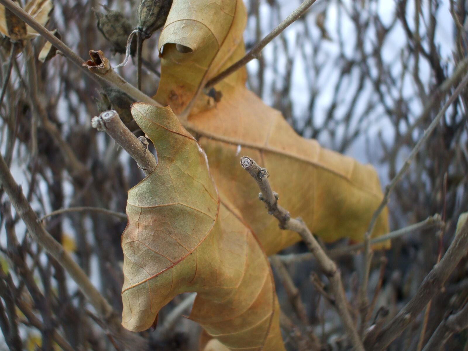 Fujifilm FinePix A800 sample photo. Brown leaf, leaf, november photography