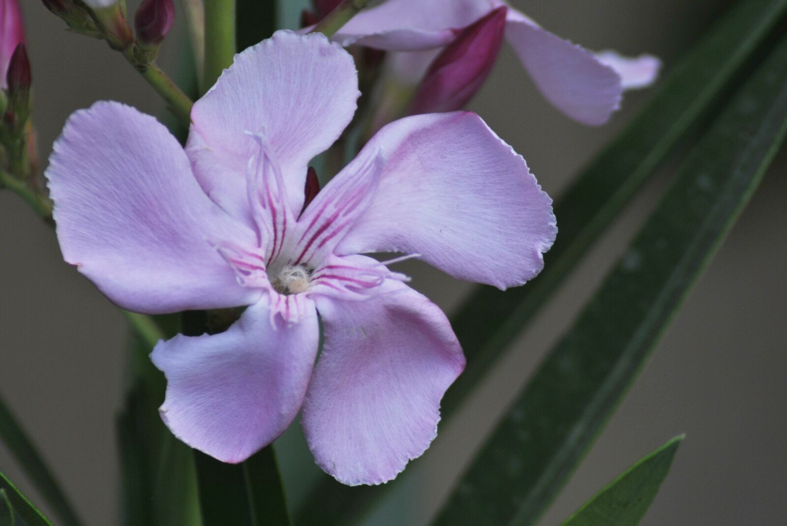 Nikon D3000 sample photo. Purple flower, regional, wild photography