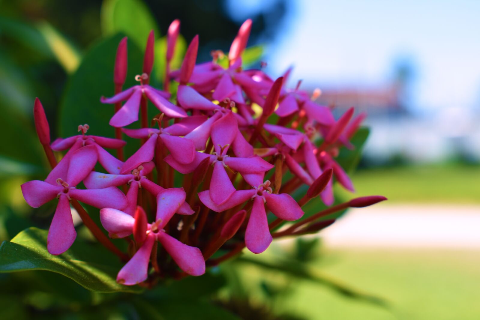 Nikon D3400 sample photo. Nature, flowers, bouquet photography