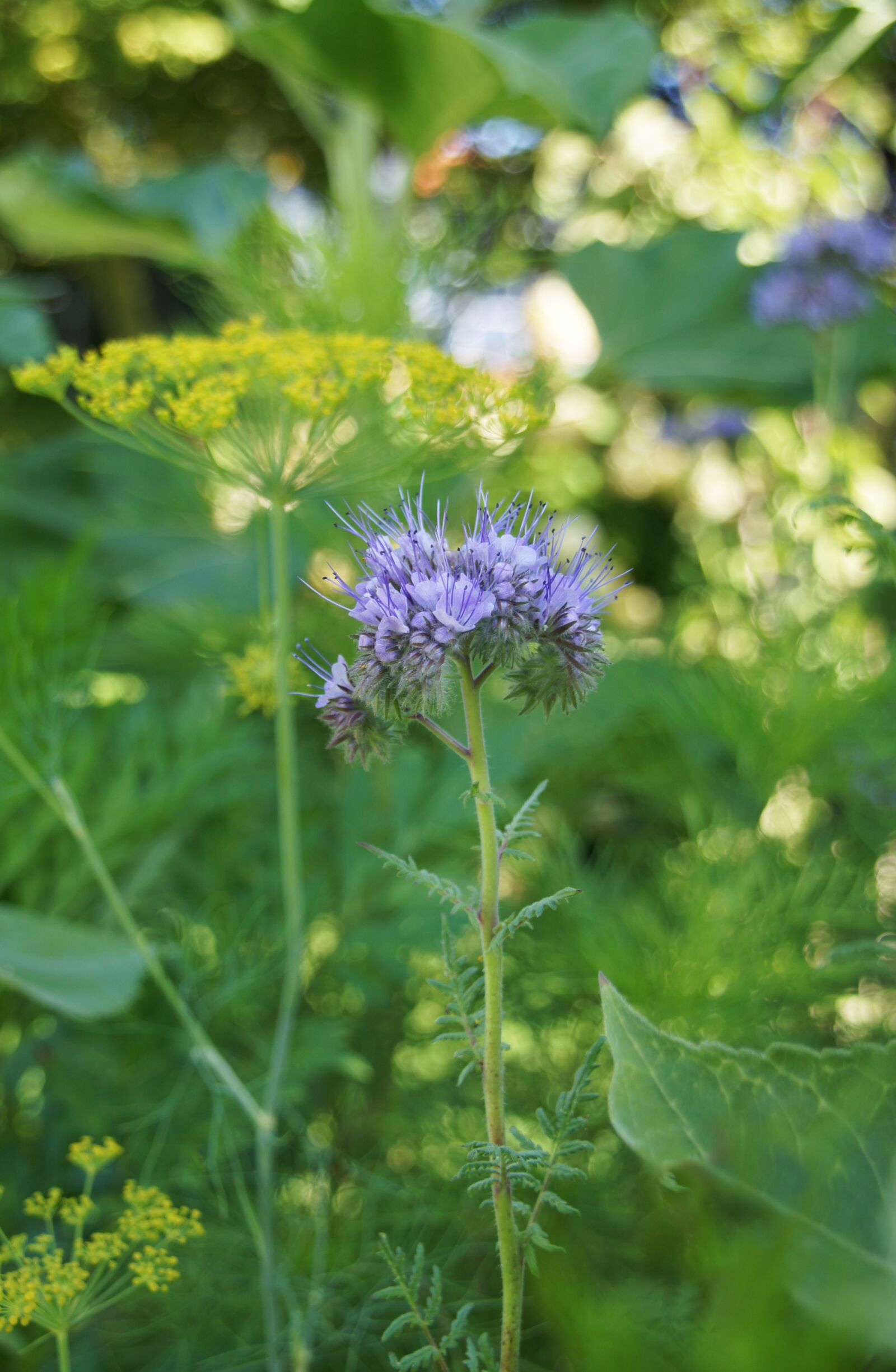 Sony SLT-A33 sample photo. Phacelia, nature, bee friend photography