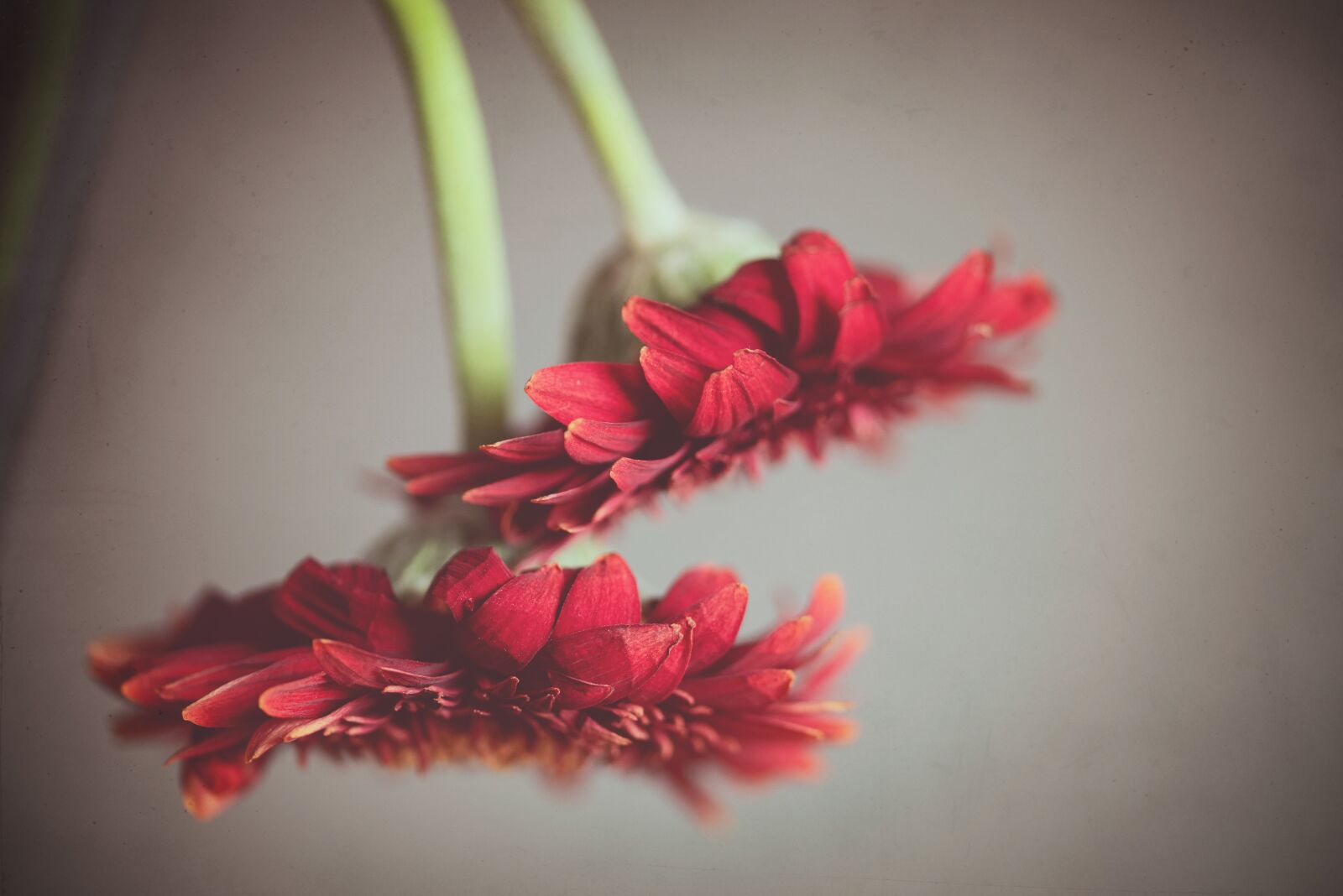 Nikon D750 sample photo. Withered flowers, red, blossom photography