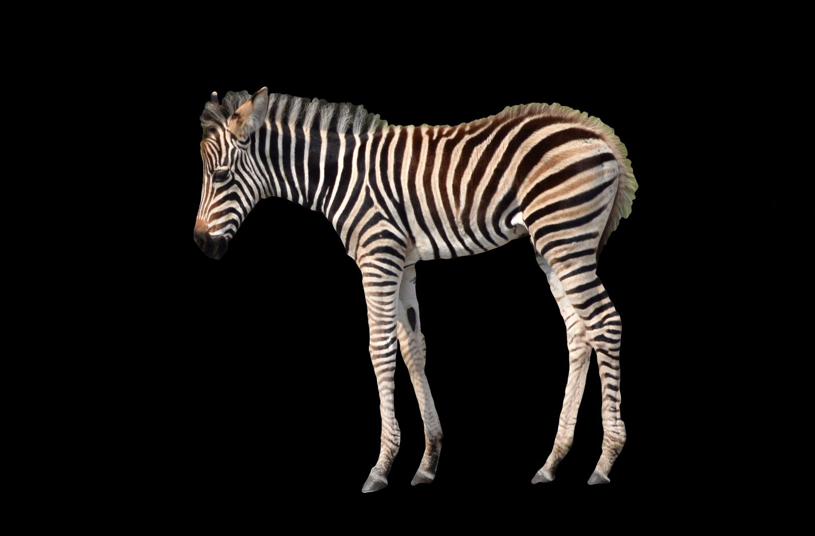 Nikon D5300 sample photo. Zebra, young, isolated photography