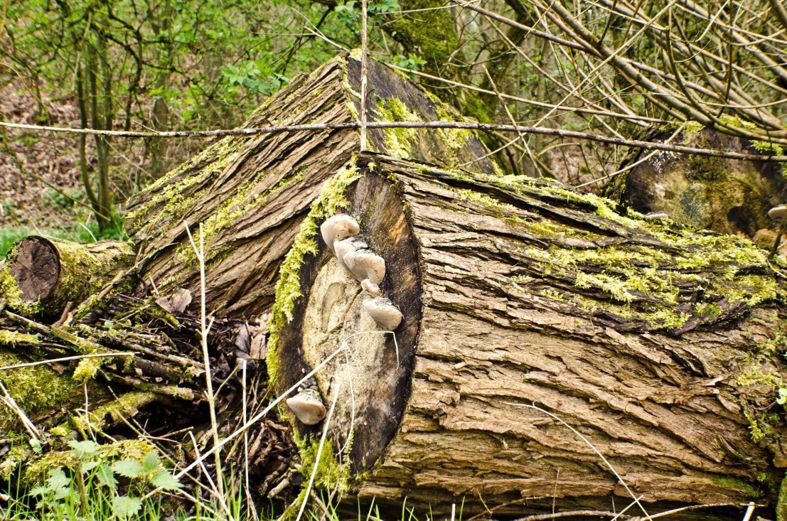 Nikon D5100 sample photo. Wood, old, moss photography