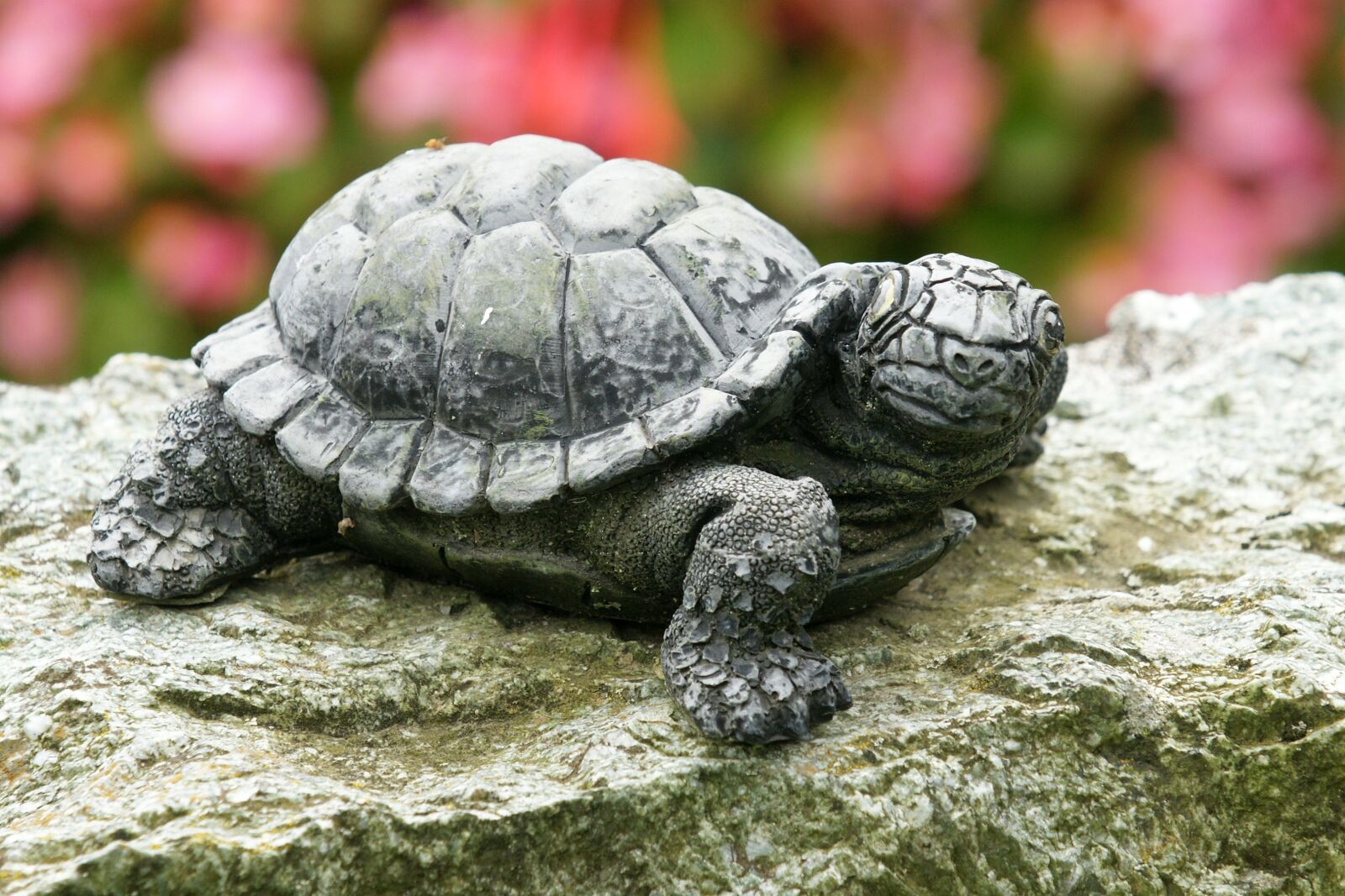 Sony Alpha DSLR-A700 sample photo. Turtle, stone, art photography