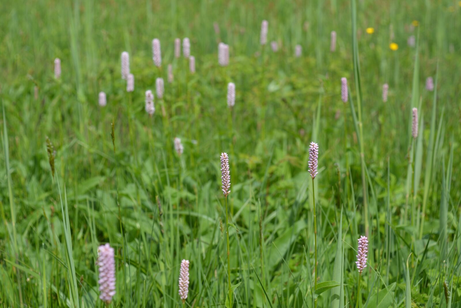 Nikon D5200 sample photo. Meadow, green, grass photography