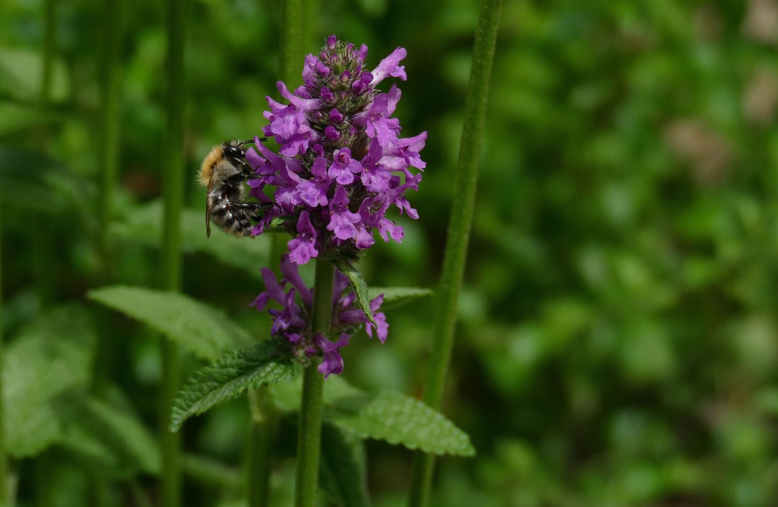 Panasonic Lumix DMC-FZ1000 sample photo. Stachys hummelo, bee, garden photography