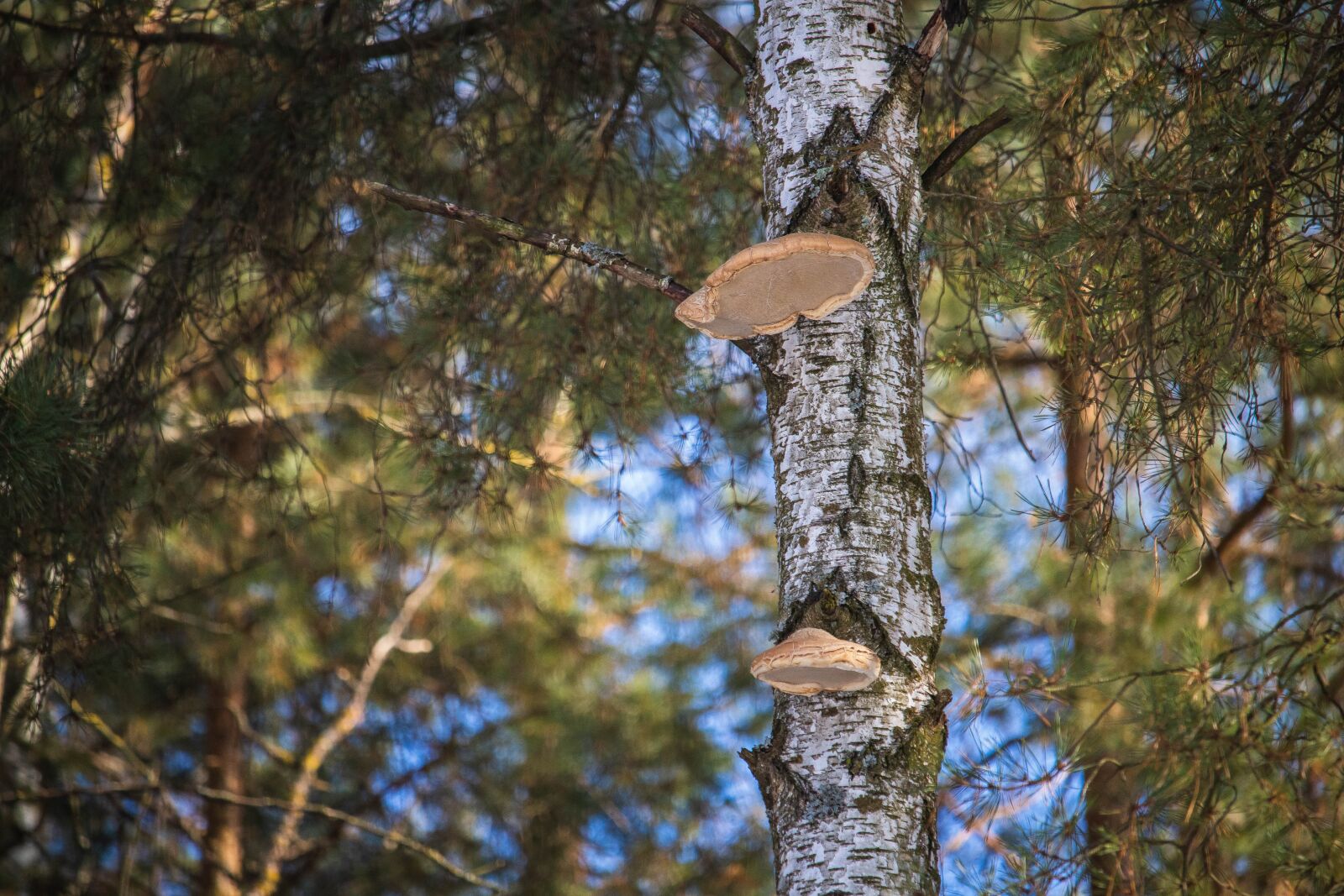 Canon EOS 100D (EOS Rebel SL1 / EOS Kiss X7) sample photo. Fungus, pine, forest photography