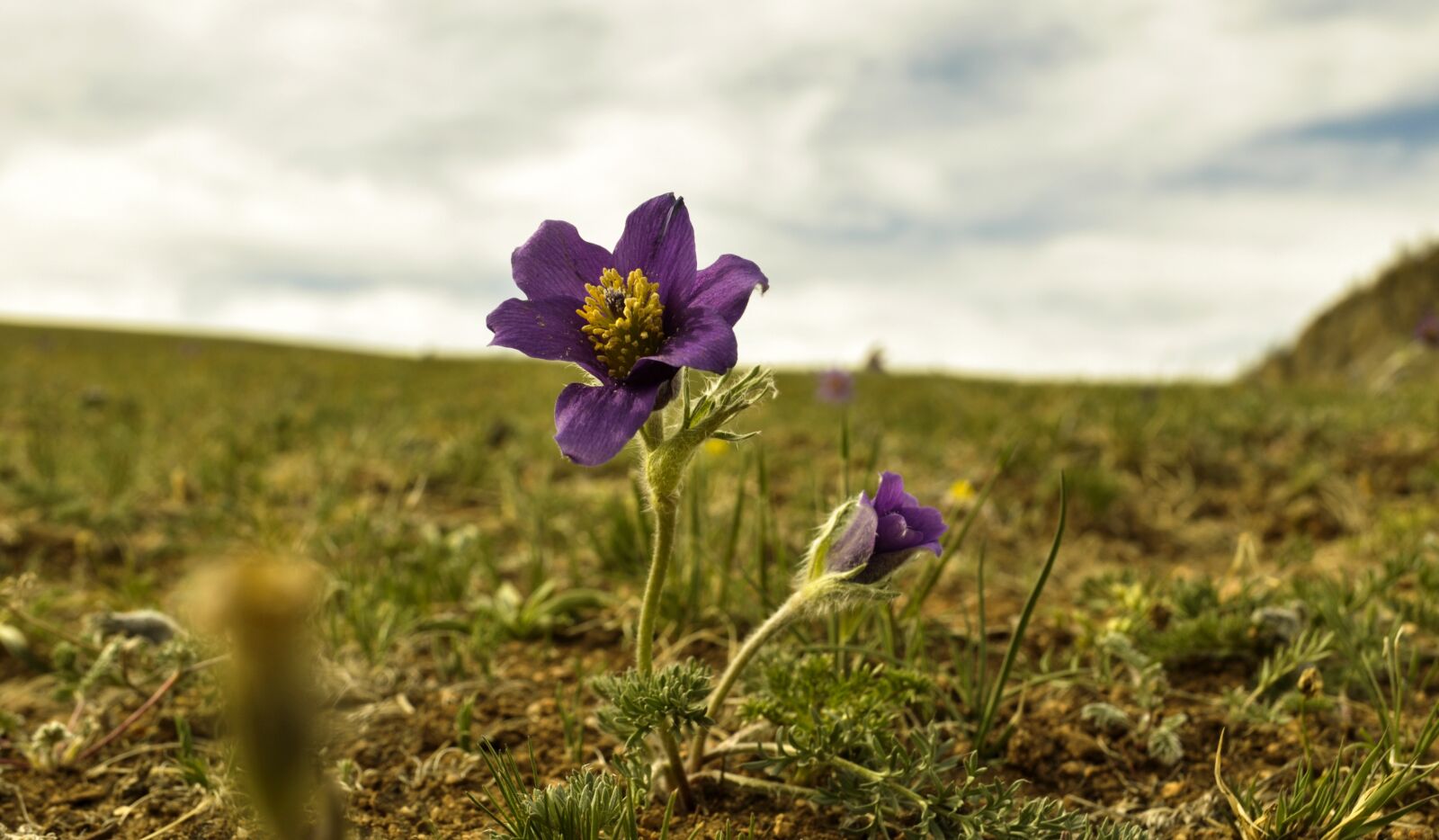 Nikon D90 sample photo. Pasqueflower, steppe, mongolia photography