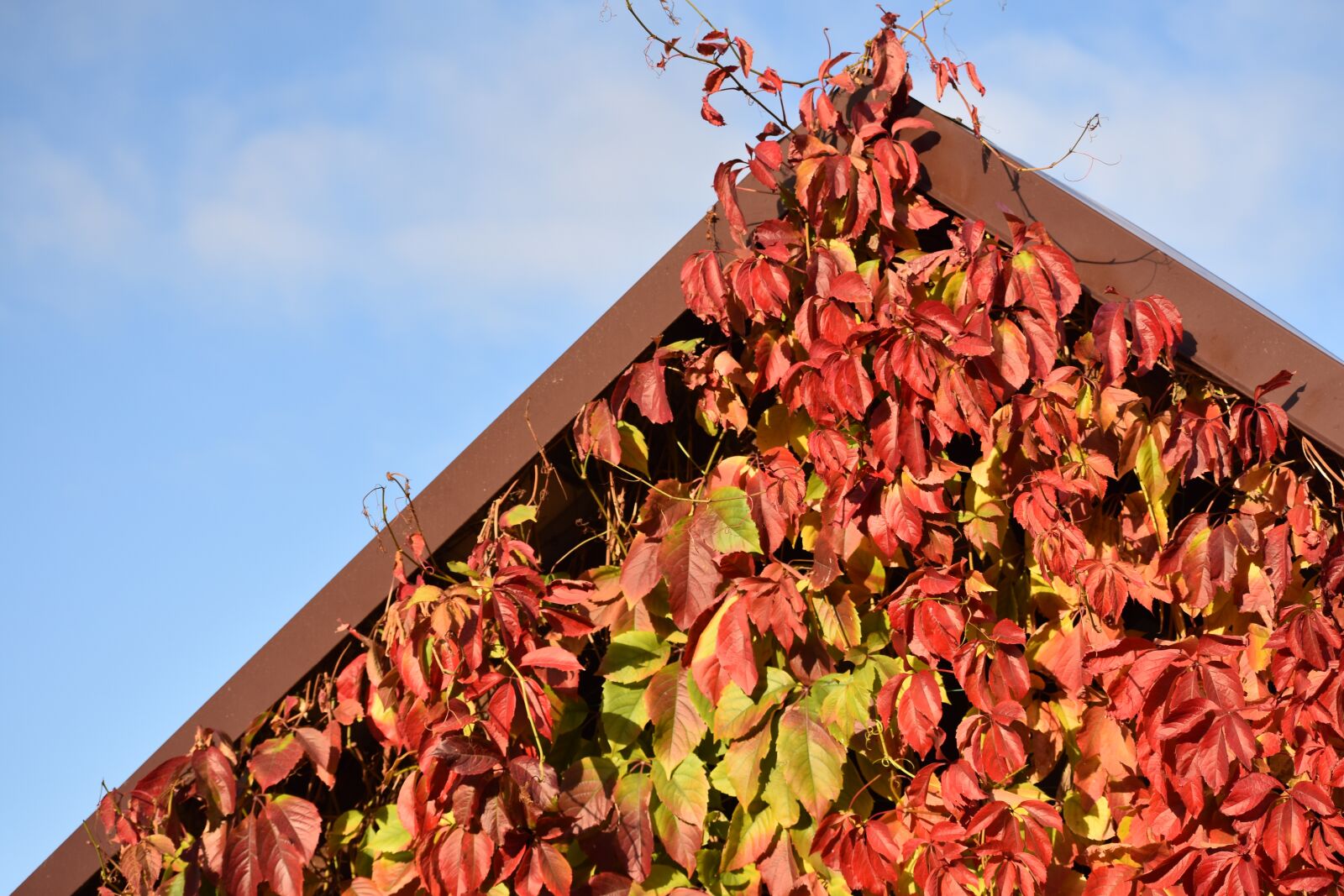 Nikon D3400 sample photo. Autumn, leaves, red photography