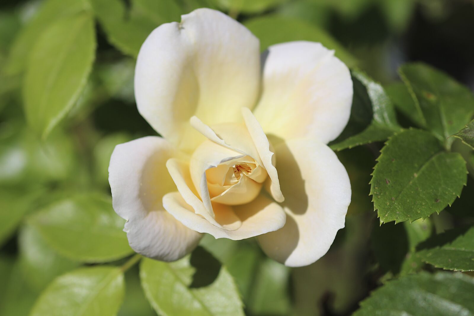 Canon EOS 700D (EOS Rebel T5i / EOS Kiss X7i) sample photo. Rose, white, nature photography