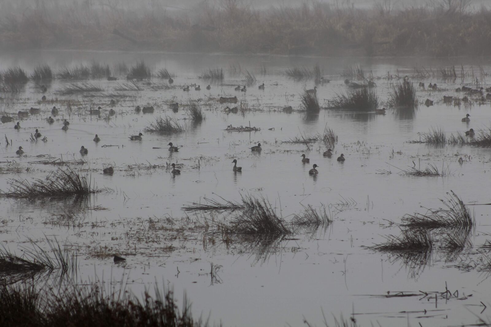 Canon EOS 1300D (EOS Rebel T6 / EOS Kiss X80) sample photo. Ducks, geese, fog photography