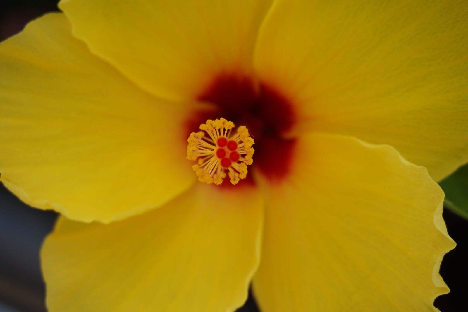 Sony Alpha a5000 (ILCE 5000) sample photo. Nature, flower, yellow photography