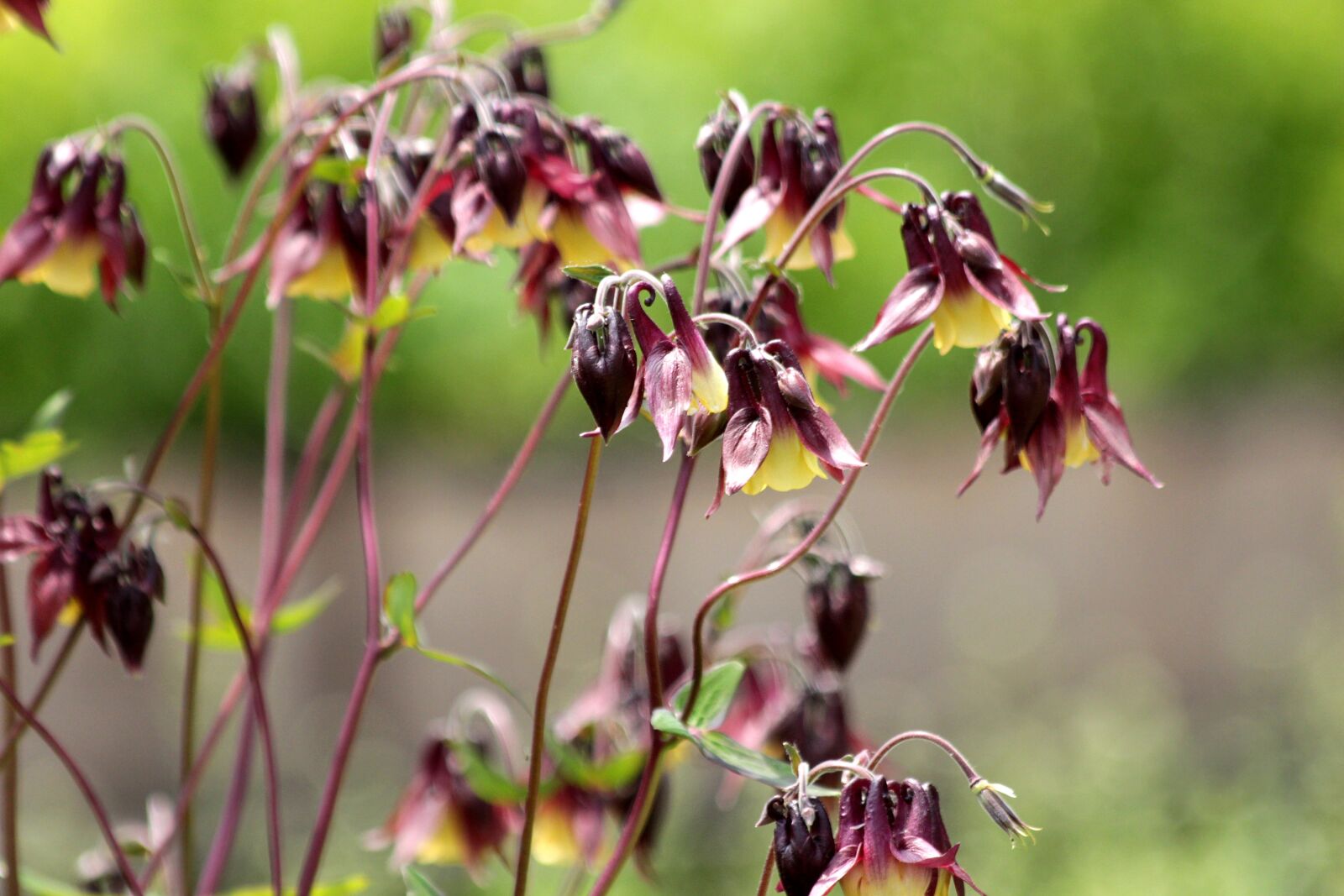 Canon EOS 650D (EOS Rebel T4i / EOS Kiss X6i) sample photo. Aquilegia, the catchment, plant photography