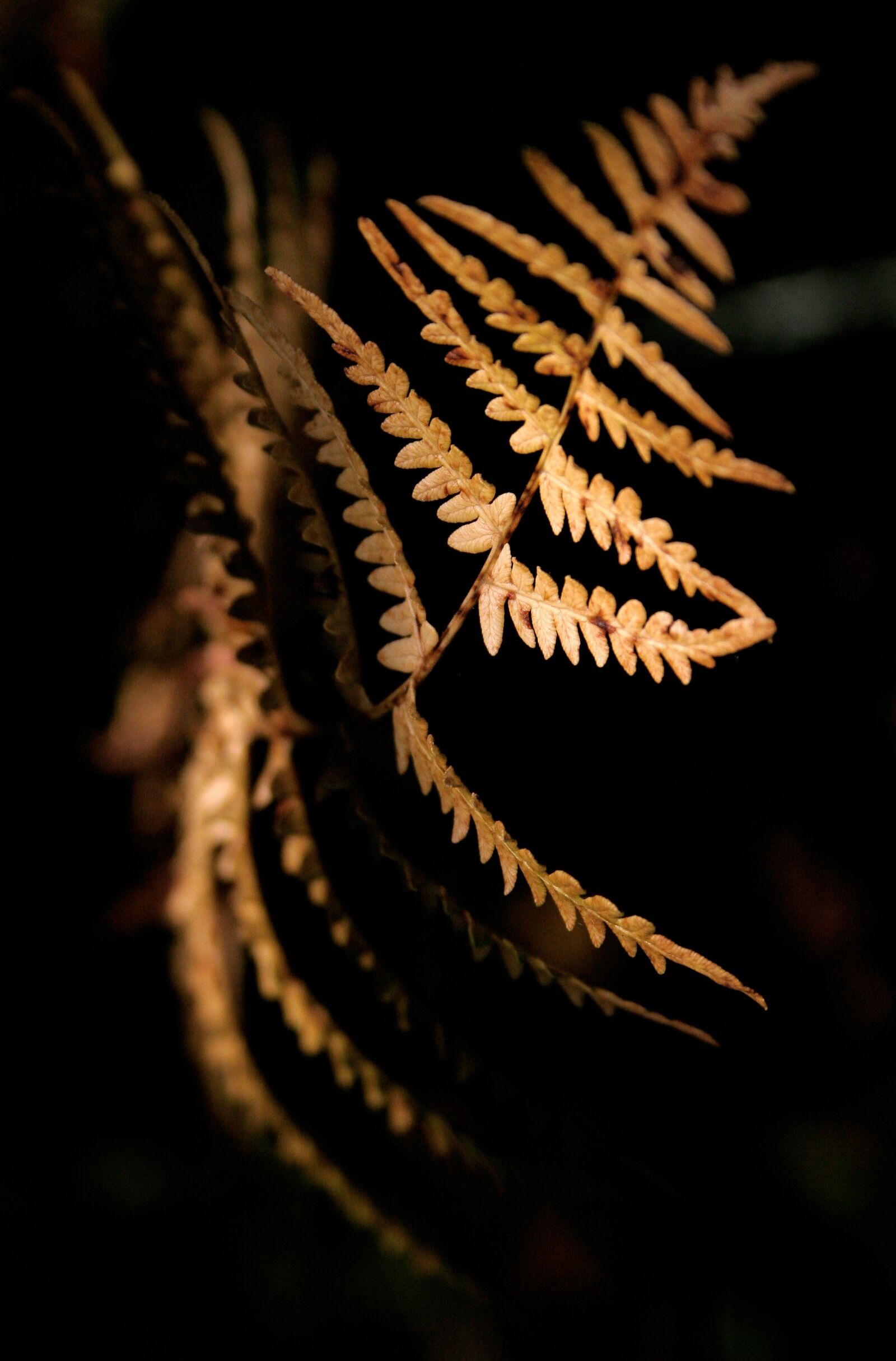 Canon EOS 20D sample photo. Black, plant, light and photography