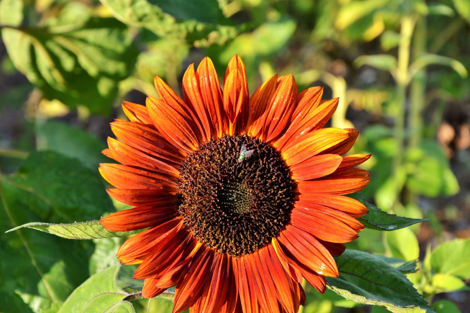 Nikon D3200 sample photo. Sunflower, fly, plant photography