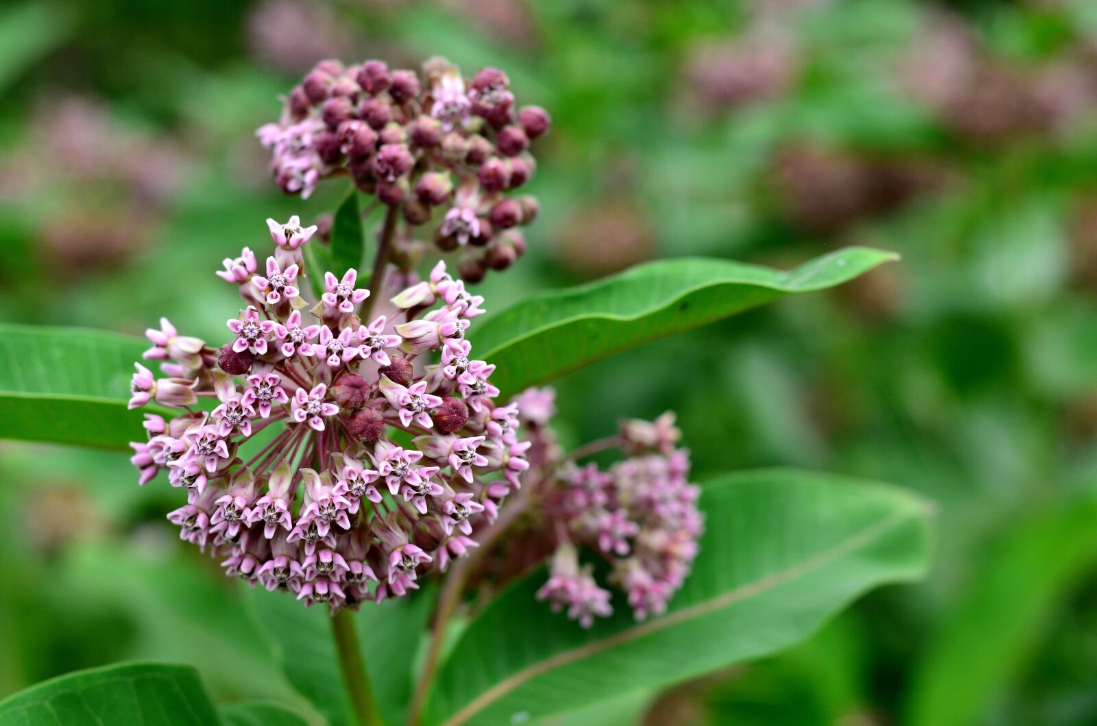 Nikon D5100 sample photo. Flower, nature, plant photography