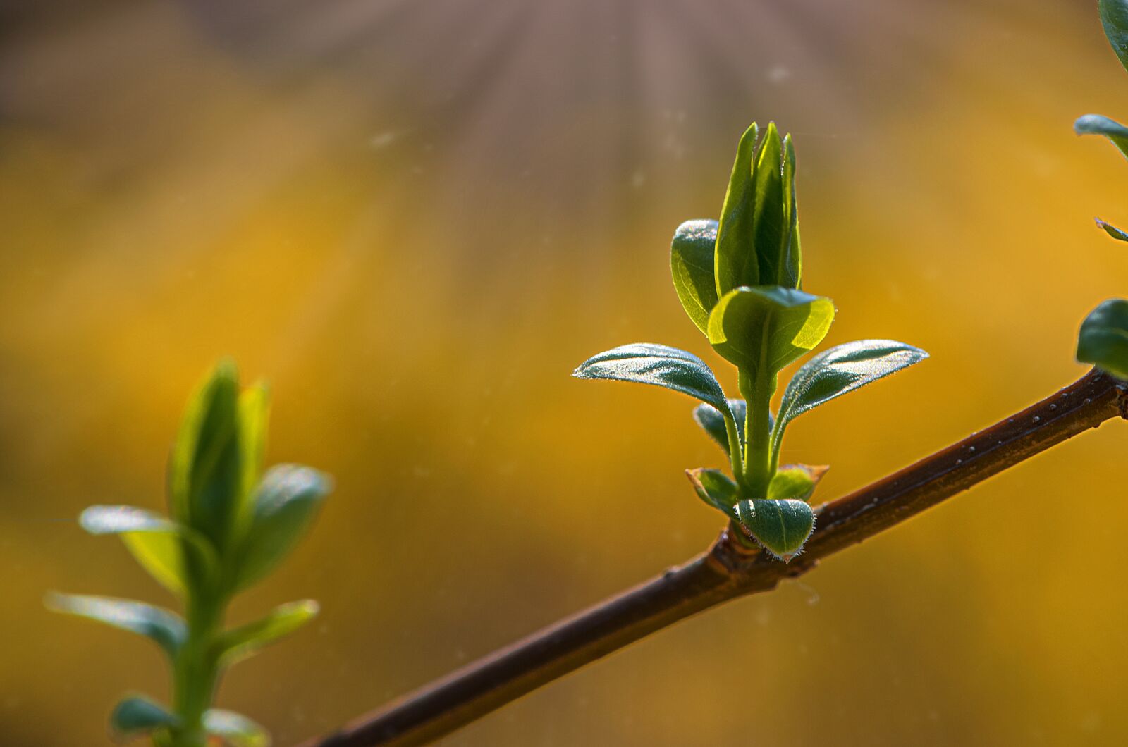Nikon D810 sample photo. Flora, leaf, nature photography
