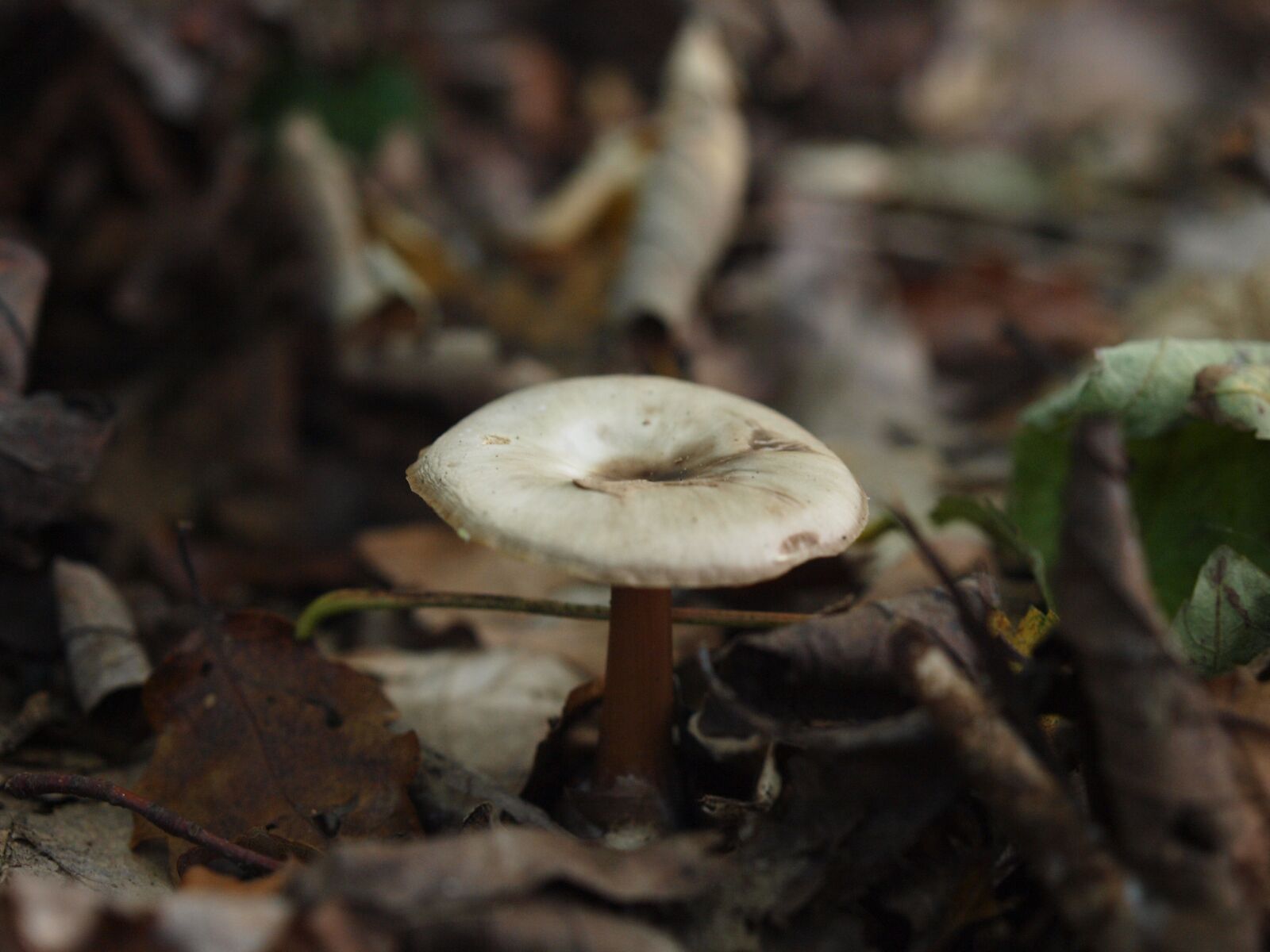 Olympus E-3 sample photo. Mushroom, forest, autumn photography