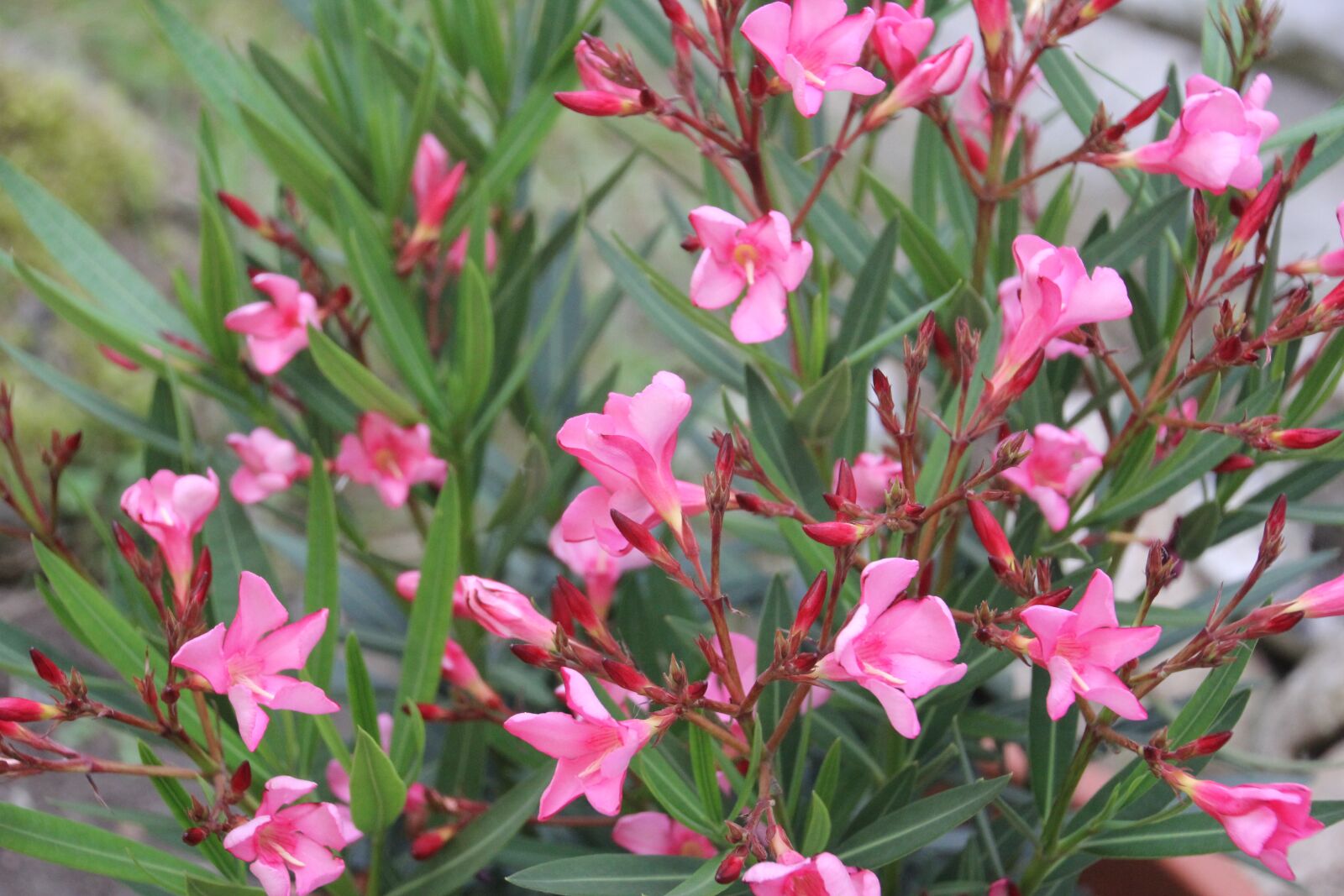Canon EOS 60D sample photo. Oleander, pink, bush photography