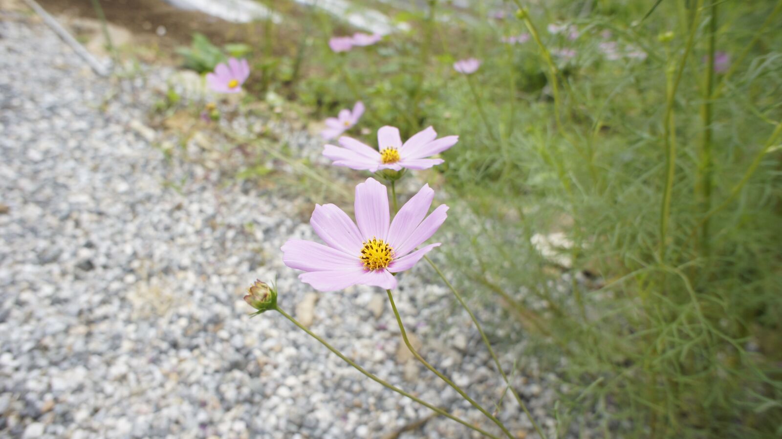 Sony E 16mm F2.8 sample photo. Cosmos, flowers, flower photography