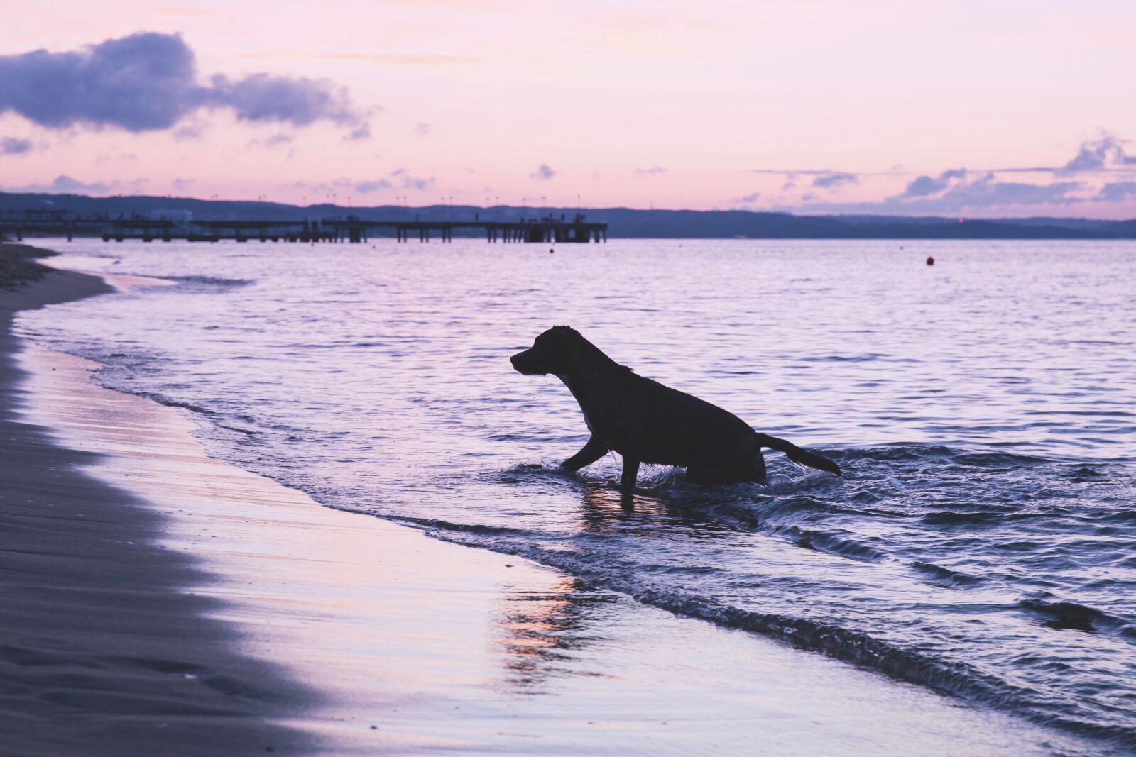 Canon EF 24-70mm F4L IS USM sample photo. Animals, dogs, domesticated photography