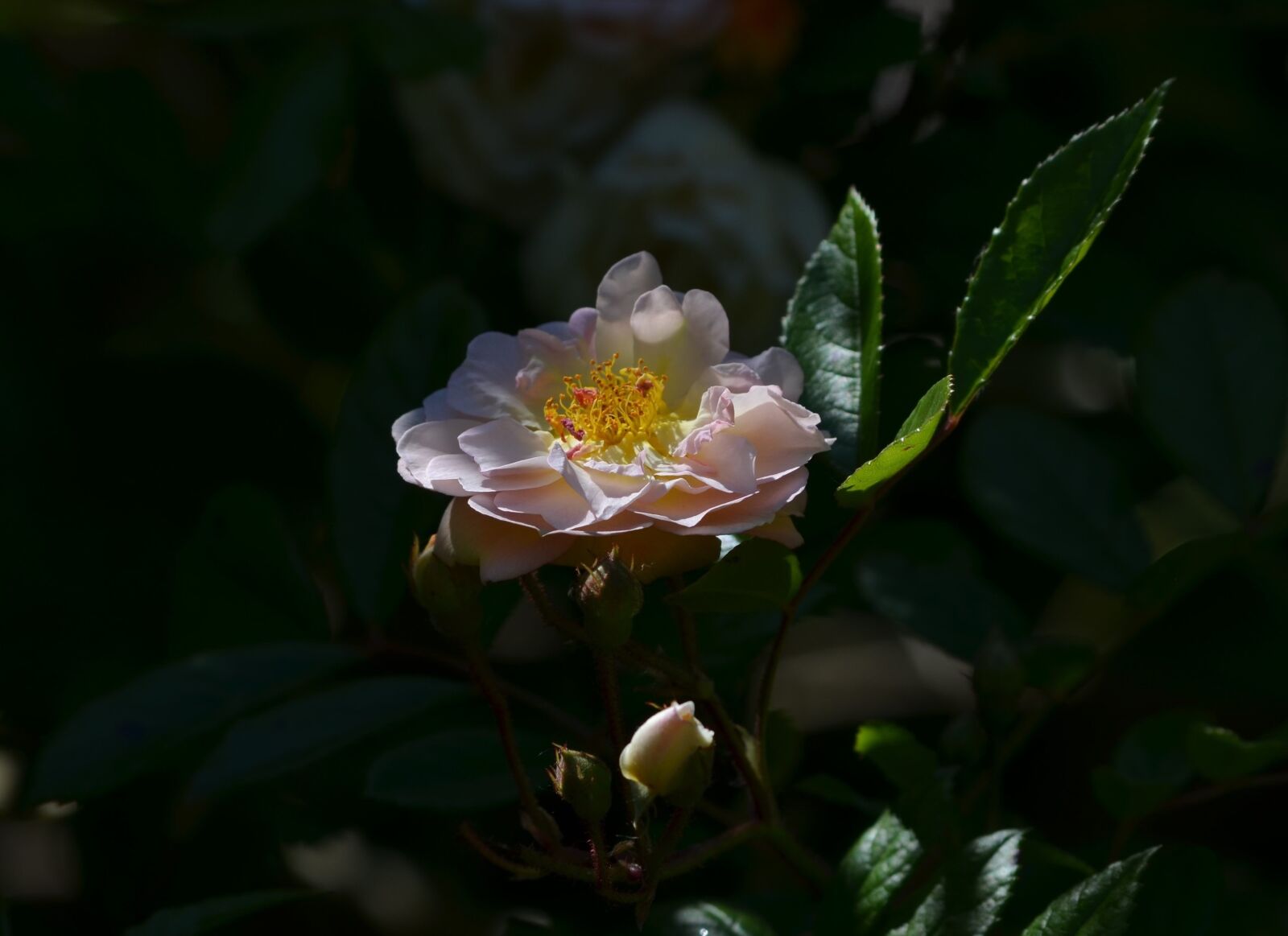 Nikon D5100 sample photo. Flower, rose, pink photography