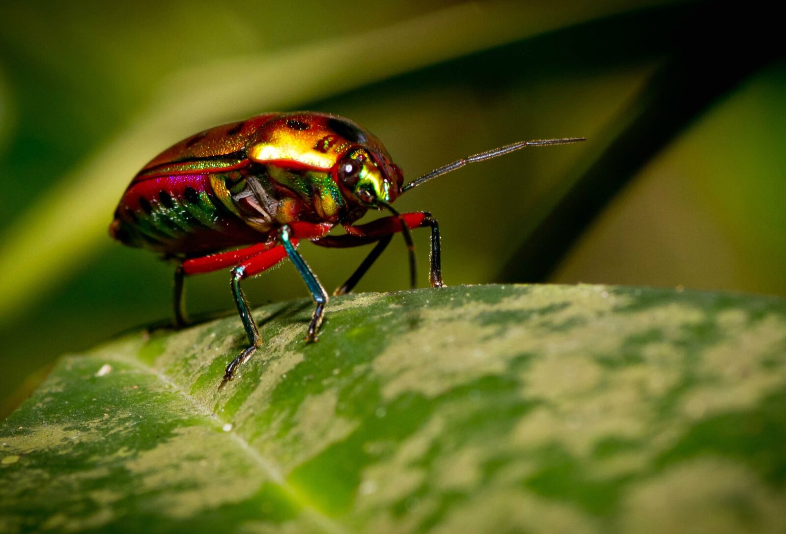 Canon EOS 550D (EOS Rebel T2i / EOS Kiss X4) sample photo. Insect, nature, wildlife photography