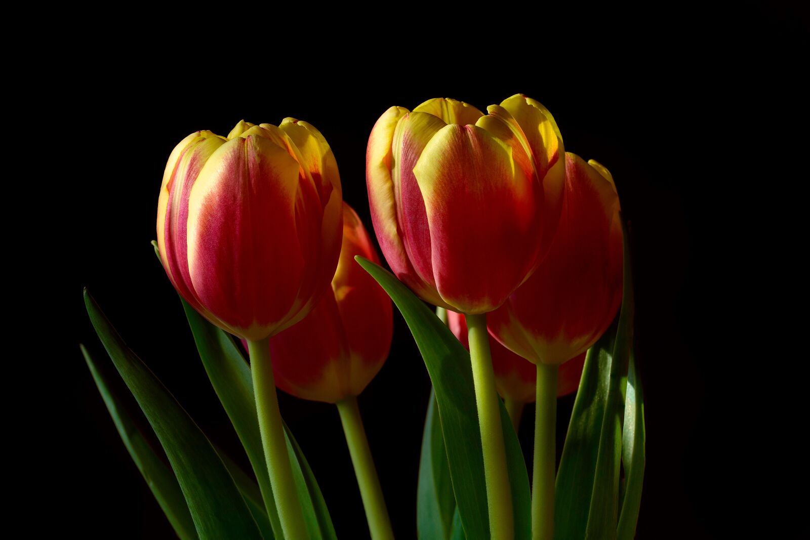 Nikon D7200 sample photo. Tulip, nature, flower photography