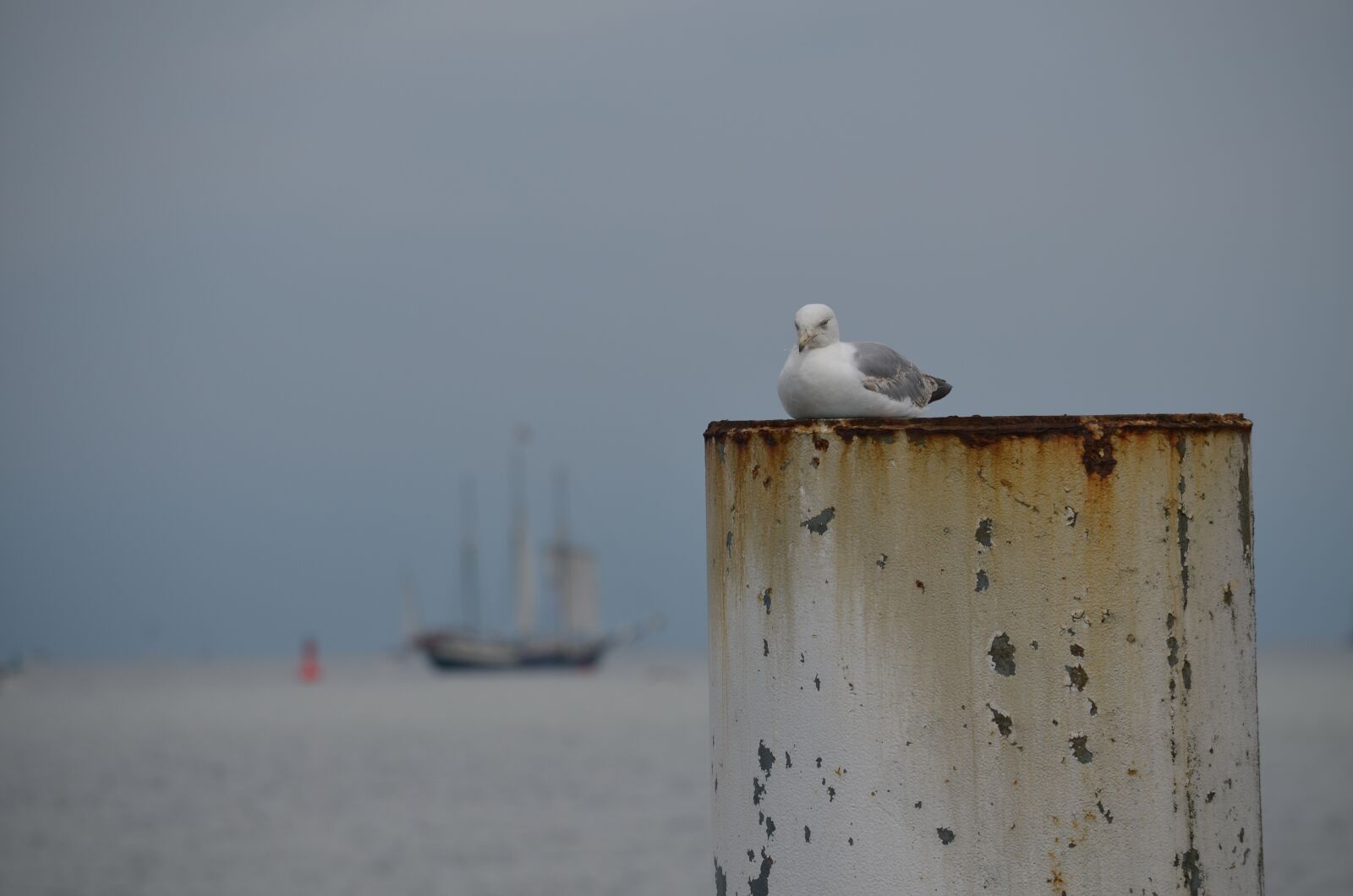 Nikon D5100 sample photo. Seagull, bird, sea photography