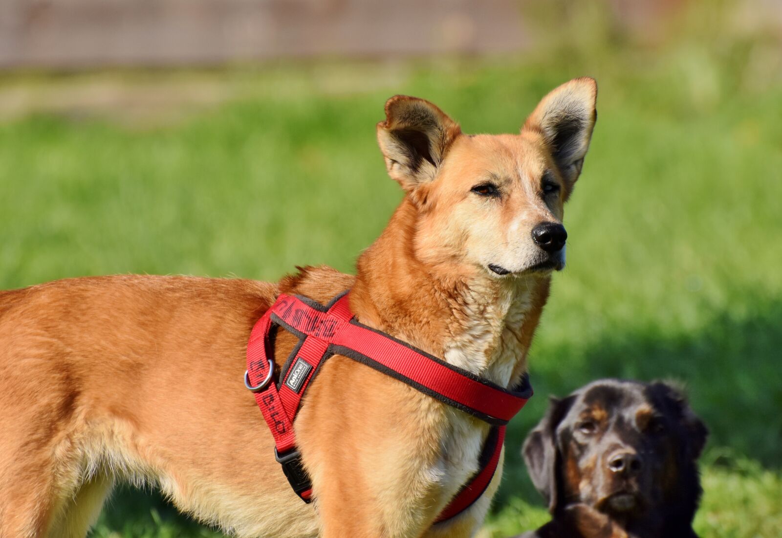 Nikon D7200 sample photo. Dog, hybrid, pet photography