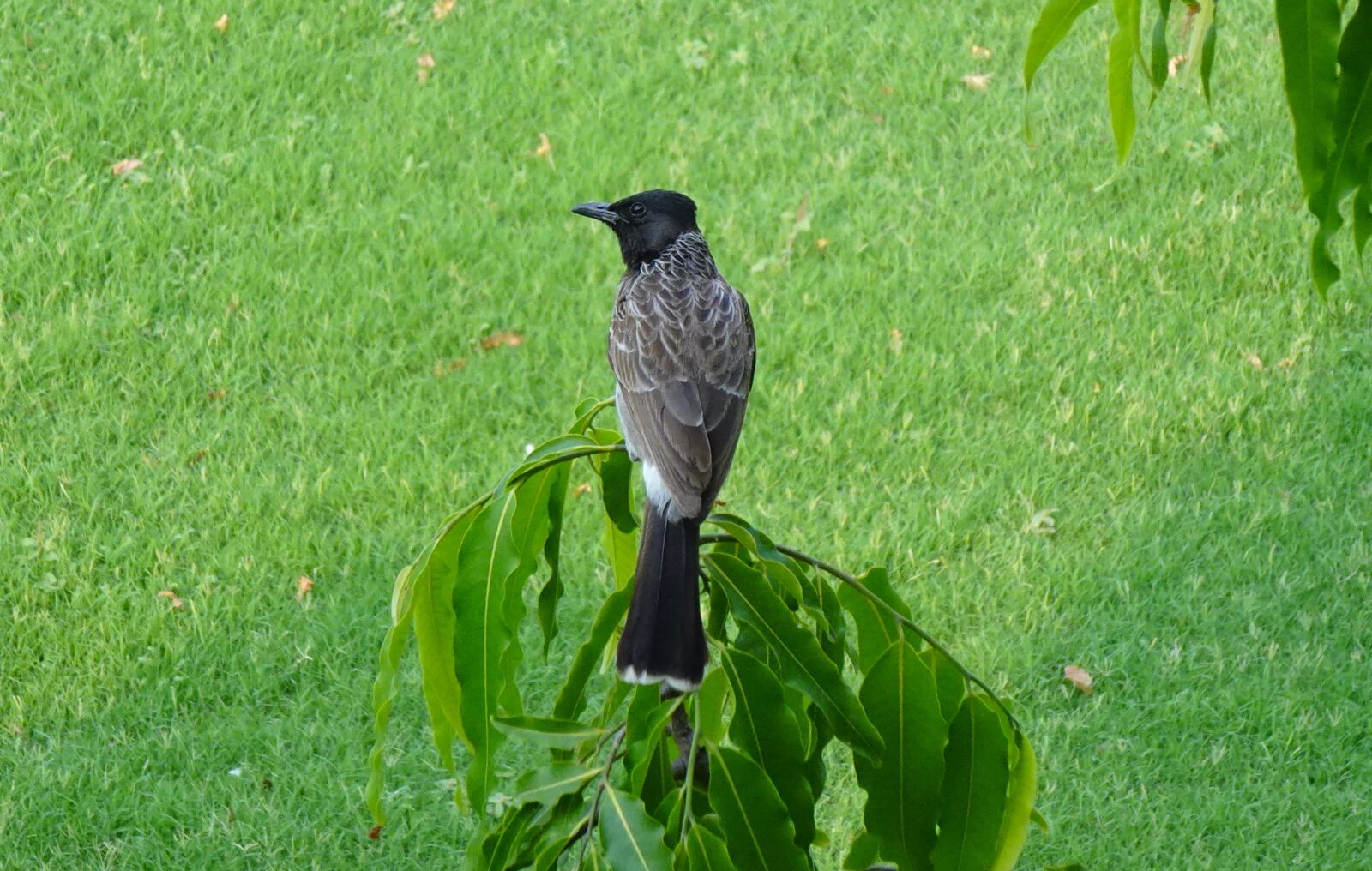 Sony DSC-WX800 sample photo. Bird, red-vented, pycnonotus cafer photography