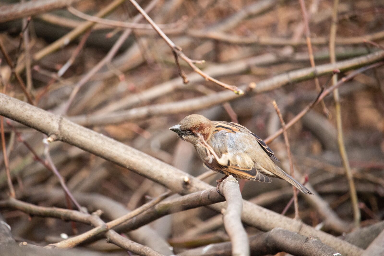 Canon EOS 100D (EOS Rebel SL1 / EOS Kiss X7) sample photo. Sparrow, bird, nature photography