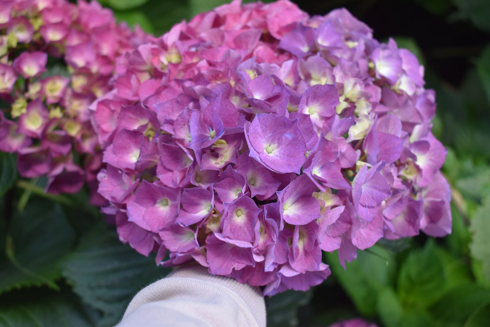 Nikon D3500 sample photo. Flower, bloom, garden photography