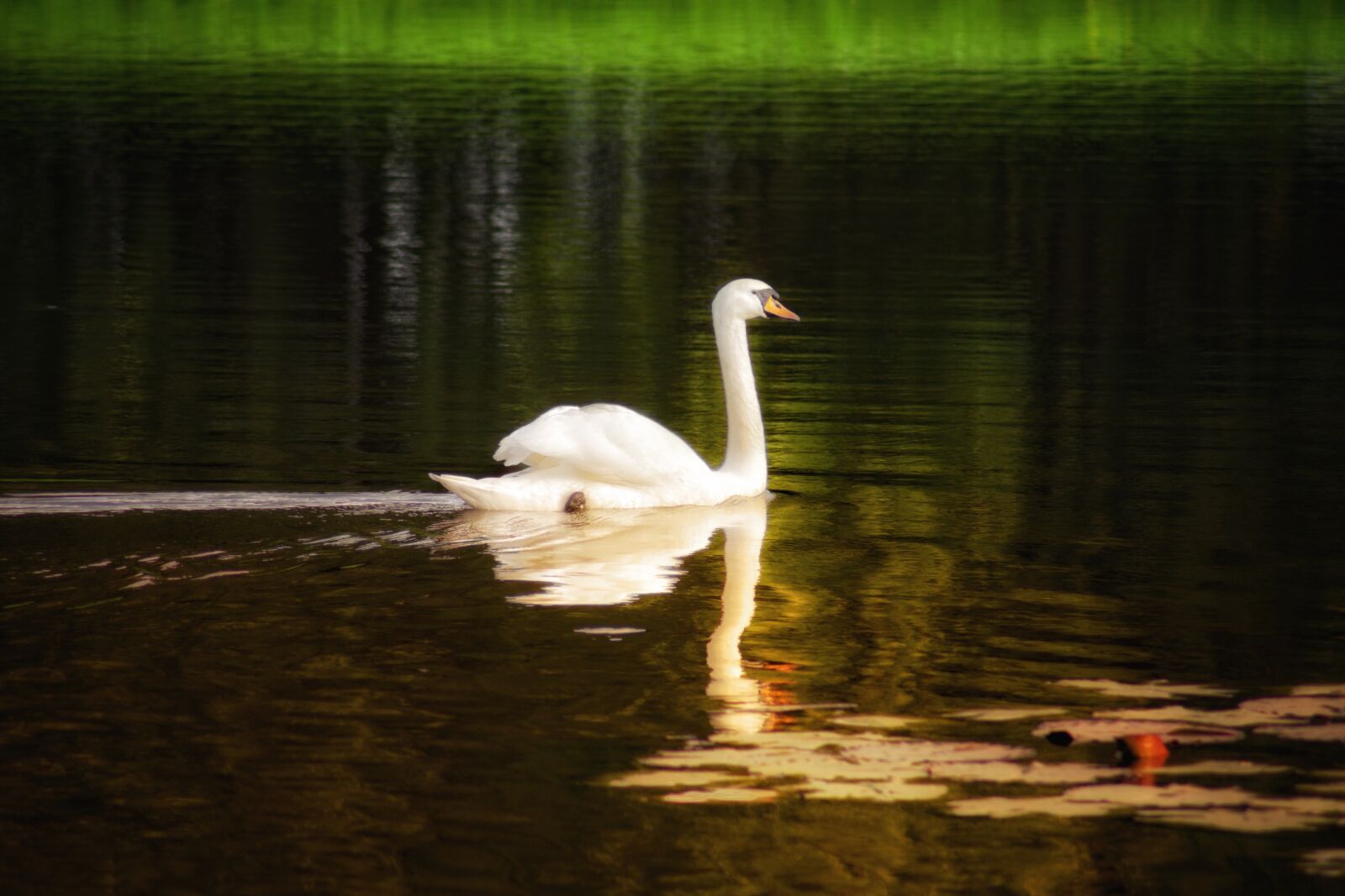 Pentax K-70 sample photo. Swan, lake, water photography